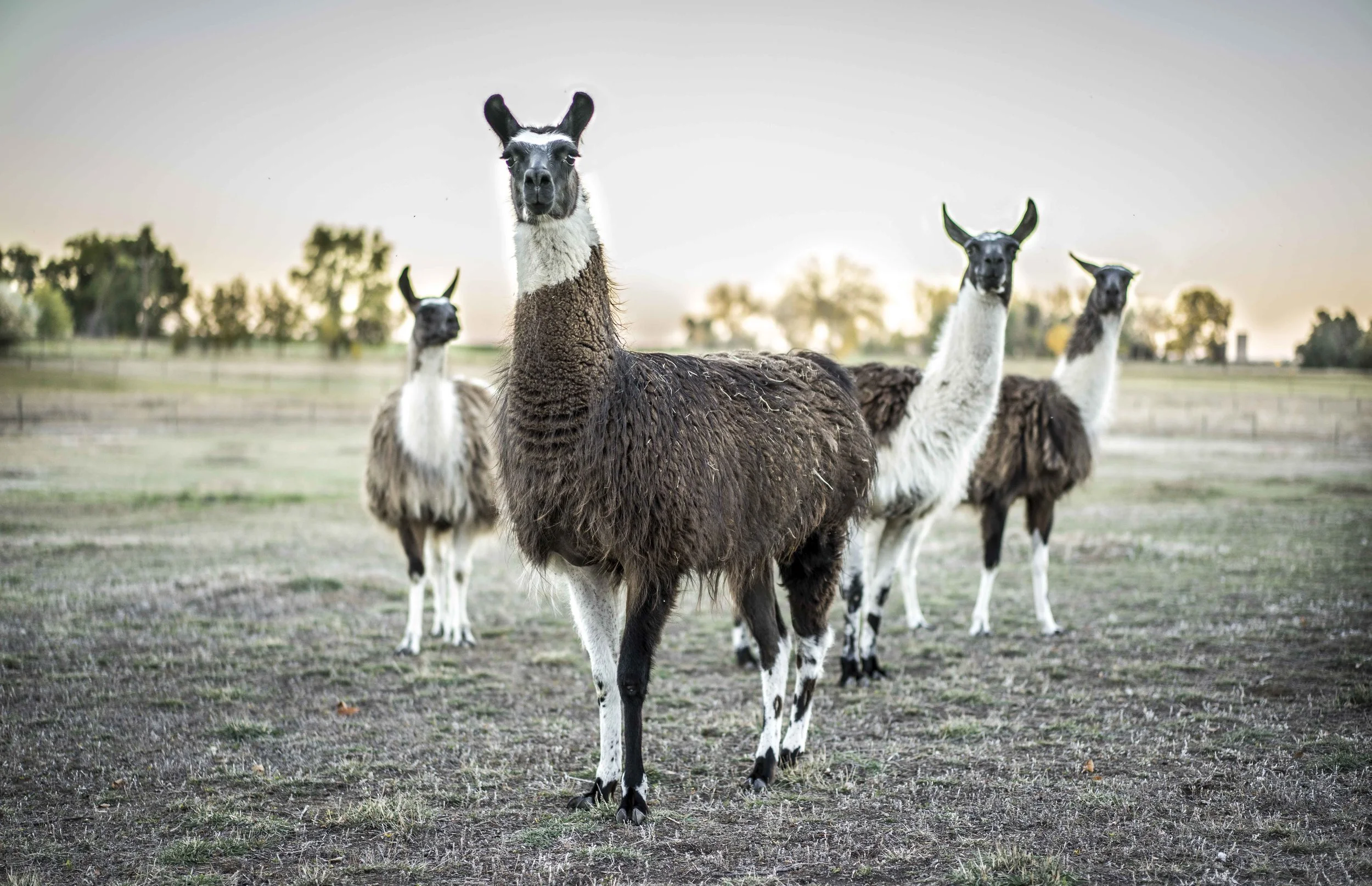 Llama