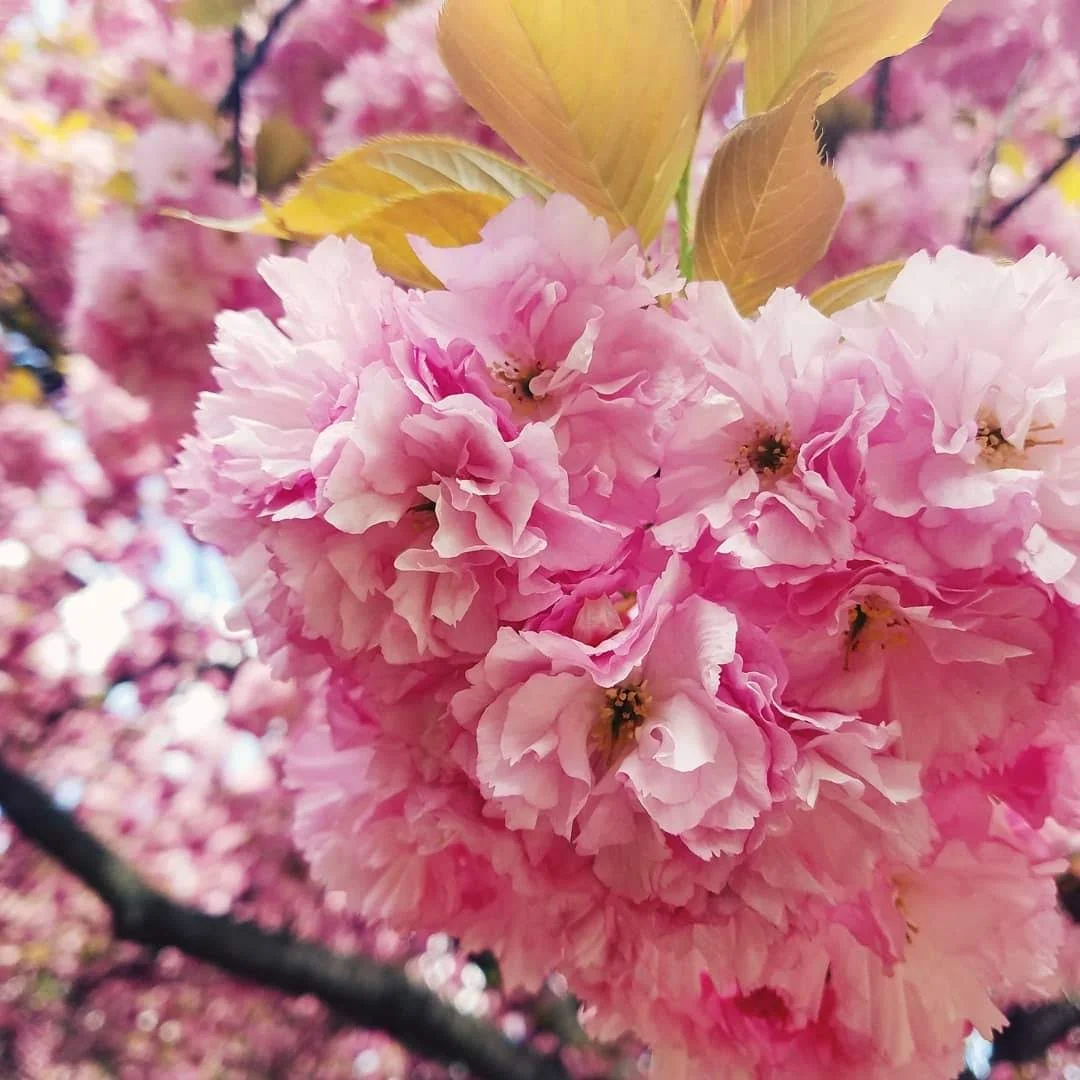 Cherry Blossom