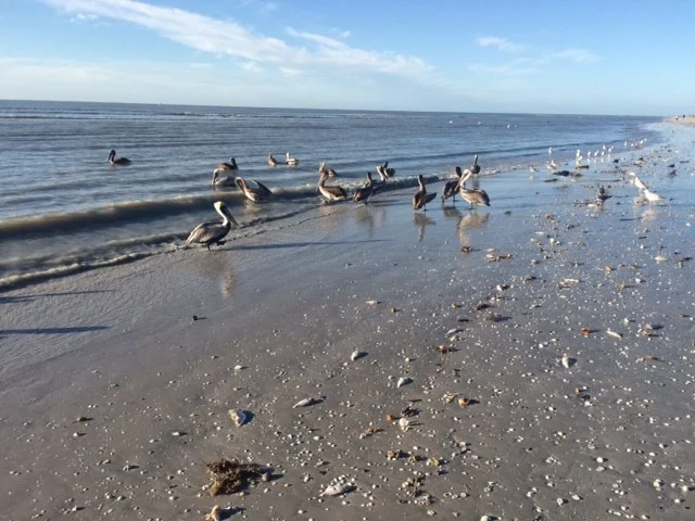 Pelicans.jpg