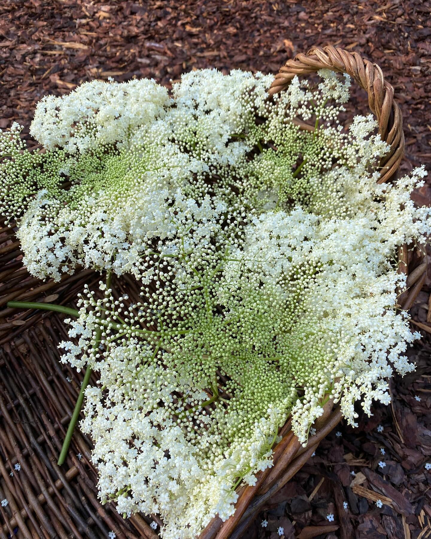 Today as a special treat at the shop we will have fresh elderflower tea for sale, while it lasts.

Native to most regions in the US, elderberry is easy to grow. Pay attention to the roadsides around here and you will see them beginning to bloom.

Thi