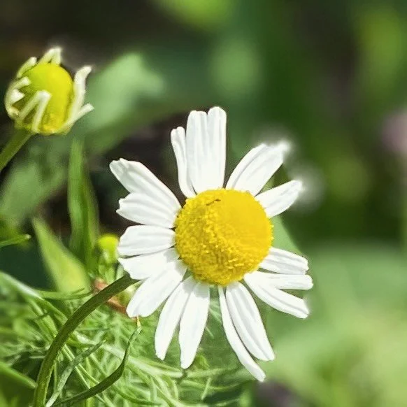 People ask "what's your favorite tea?" The list is long! And truth be told I tend to stick to single ingredient concoctions on a daily basis. Chamomile is my start for the day and its benefits are vast:

🌼 Calms the nervous system and gent
