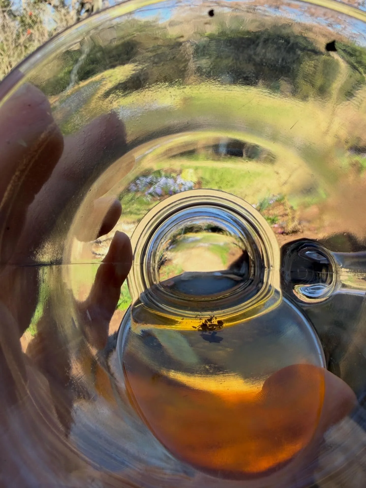 Loving how my garden looks through my tea cup. 😉🫖💐 #teaislove #texasgarden #natureisamazing