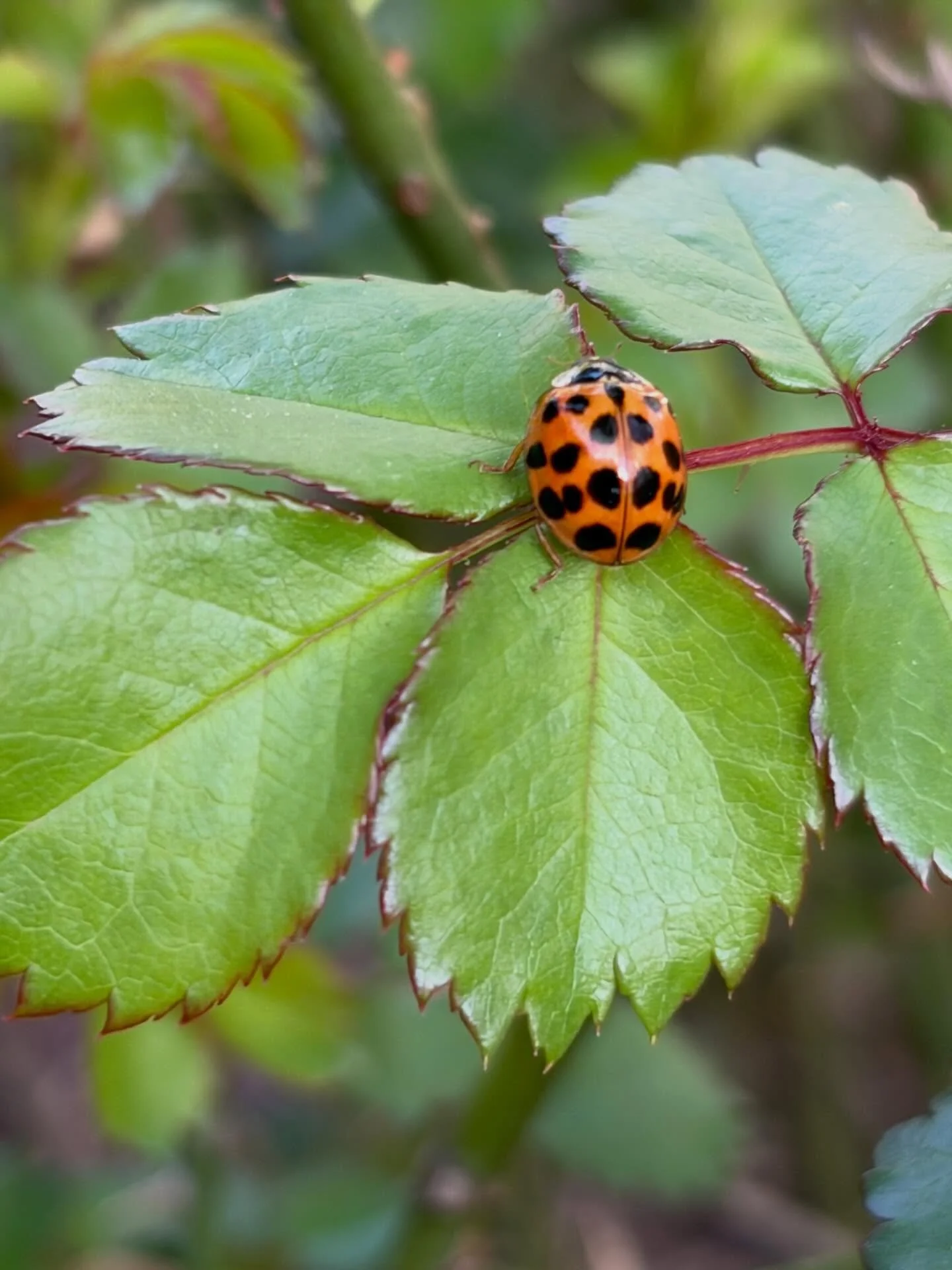 Garden beneficials on the job this morning in my yard. "Natural pest control, at your service!"

 #organicgardening #texasgarden #gratefulandblessed 🐞