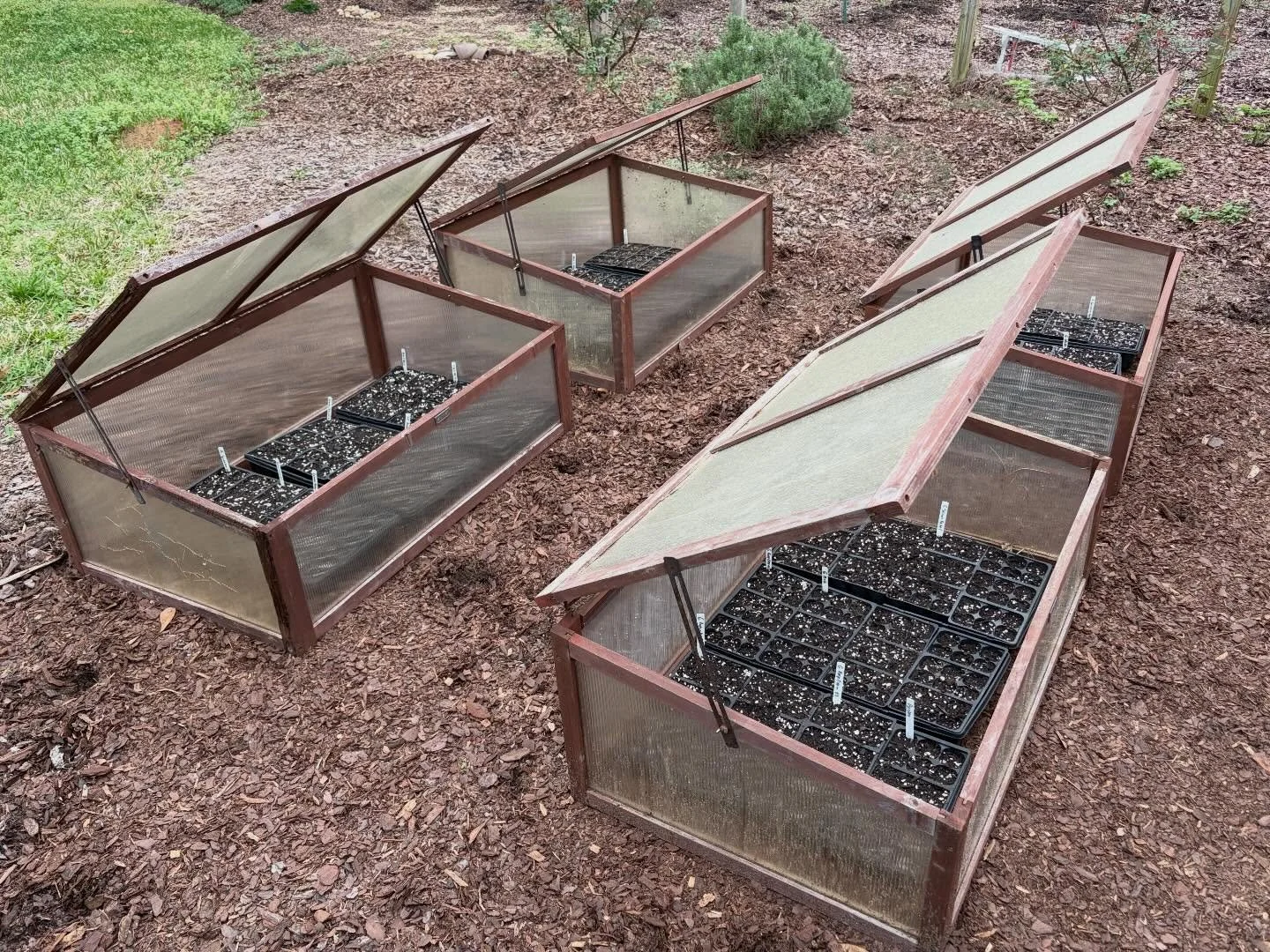 This is how some of our glorious locally grown dried flowers and herbs begin. 🌱

#easttexaslife #texasgarden #gardenguru