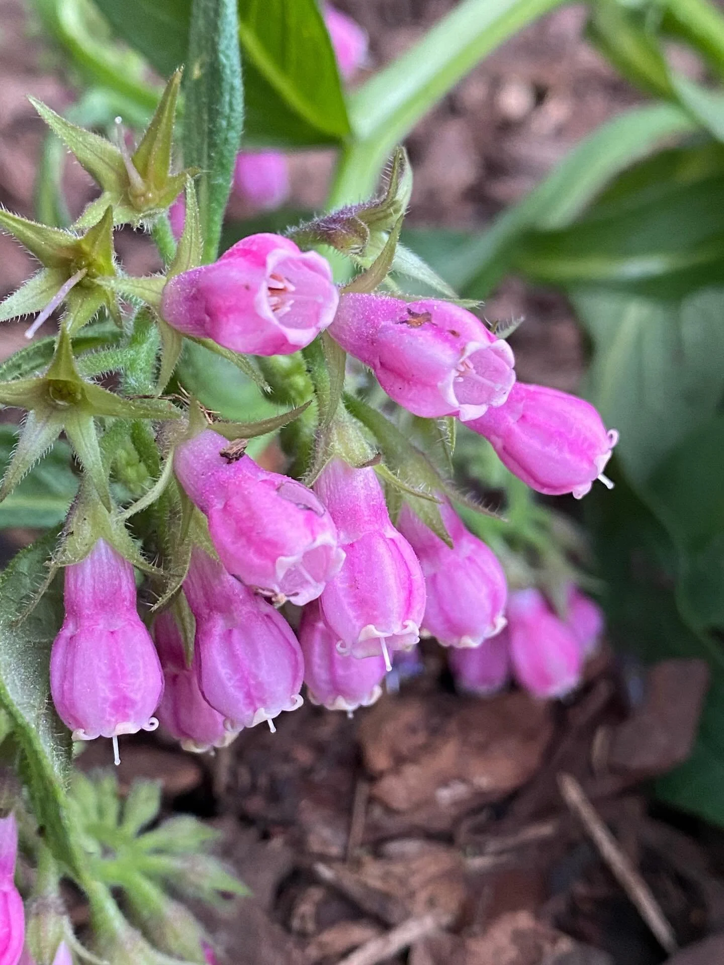 Comfrey blossoms are a joy!

There&rsquo;s something so special about working with herbs that feel like they know how to care for you&hellip; and comfrey is one of those timeless plant allies.

✨ Known as &ldquo;knitbone,&rdquo; comfrey has been cher