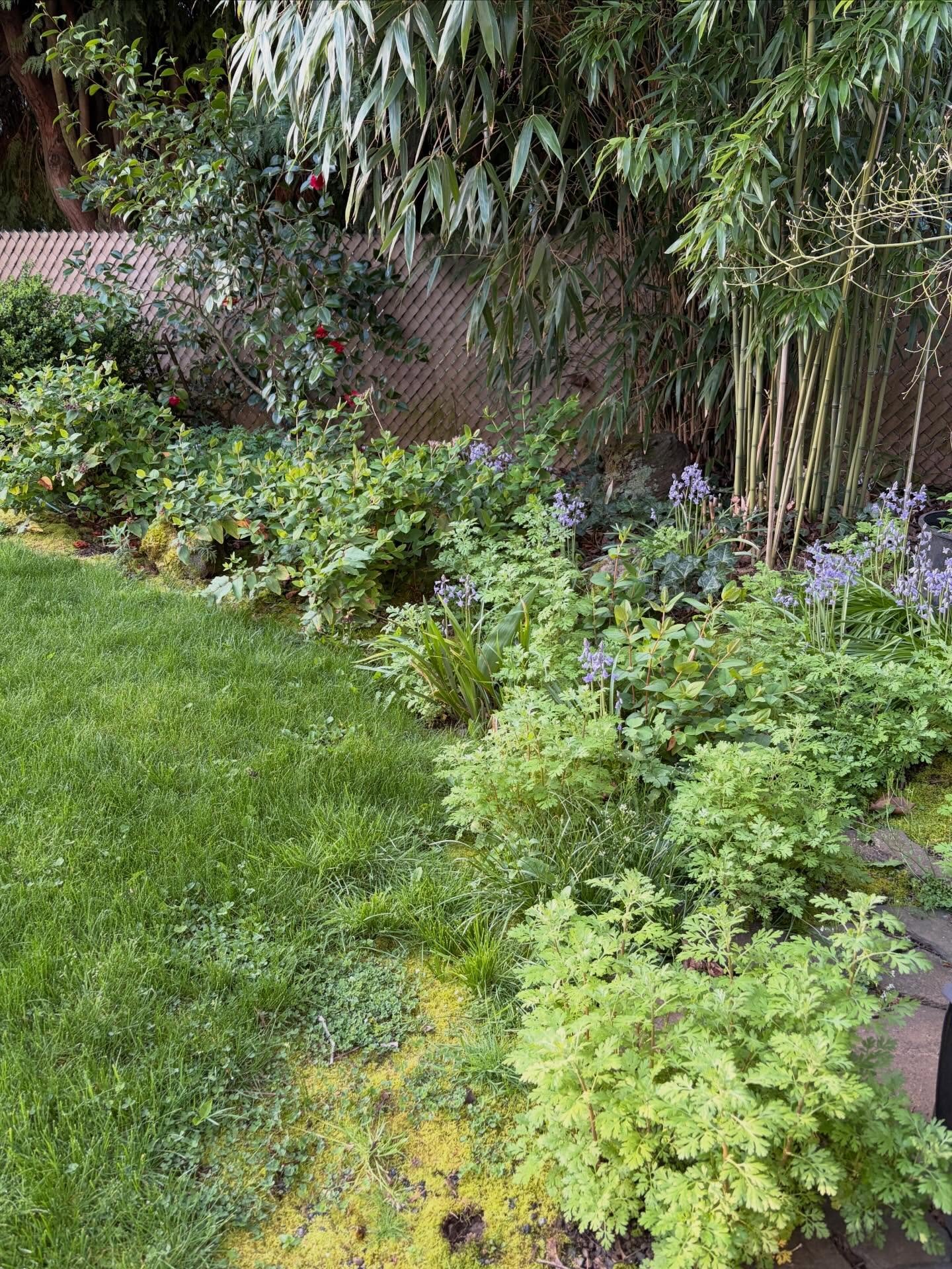 I'm in Portland, OR this week for a family thing and the gardens in this neighborhood are so enchanting! On my morning walks I'm in awe and finding little treasures everywhere! Dill, lemon balm, lavender, borage and huge rosemary plants! Even some fe