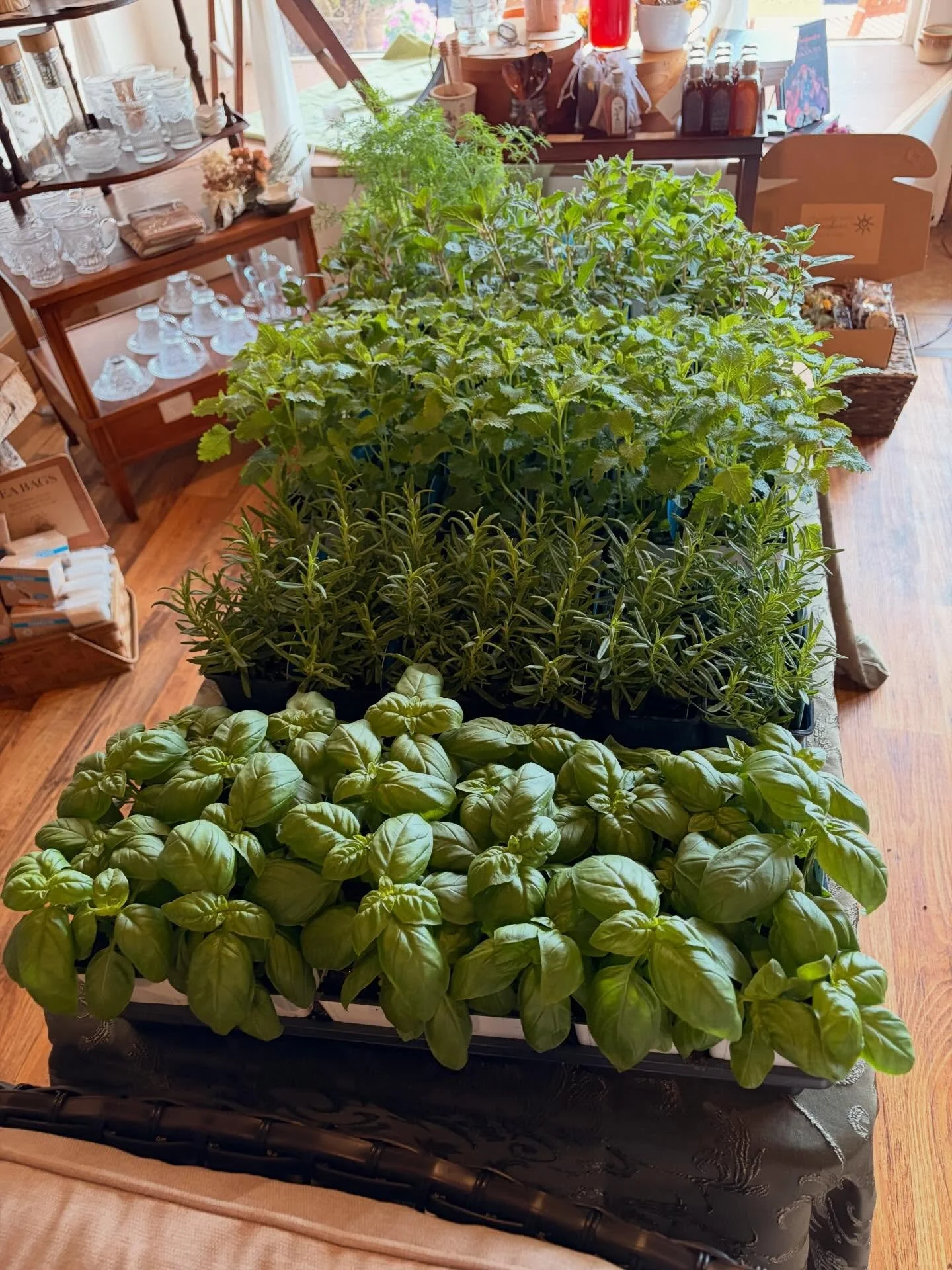 Today only! We have some organic herb plants for sale and also 2 complimentary teas, homemade herbed focaccia and cookies! Celebrate Saturday with us. 🍃🍃🍃

#easttexas #longviewtx #tylertx