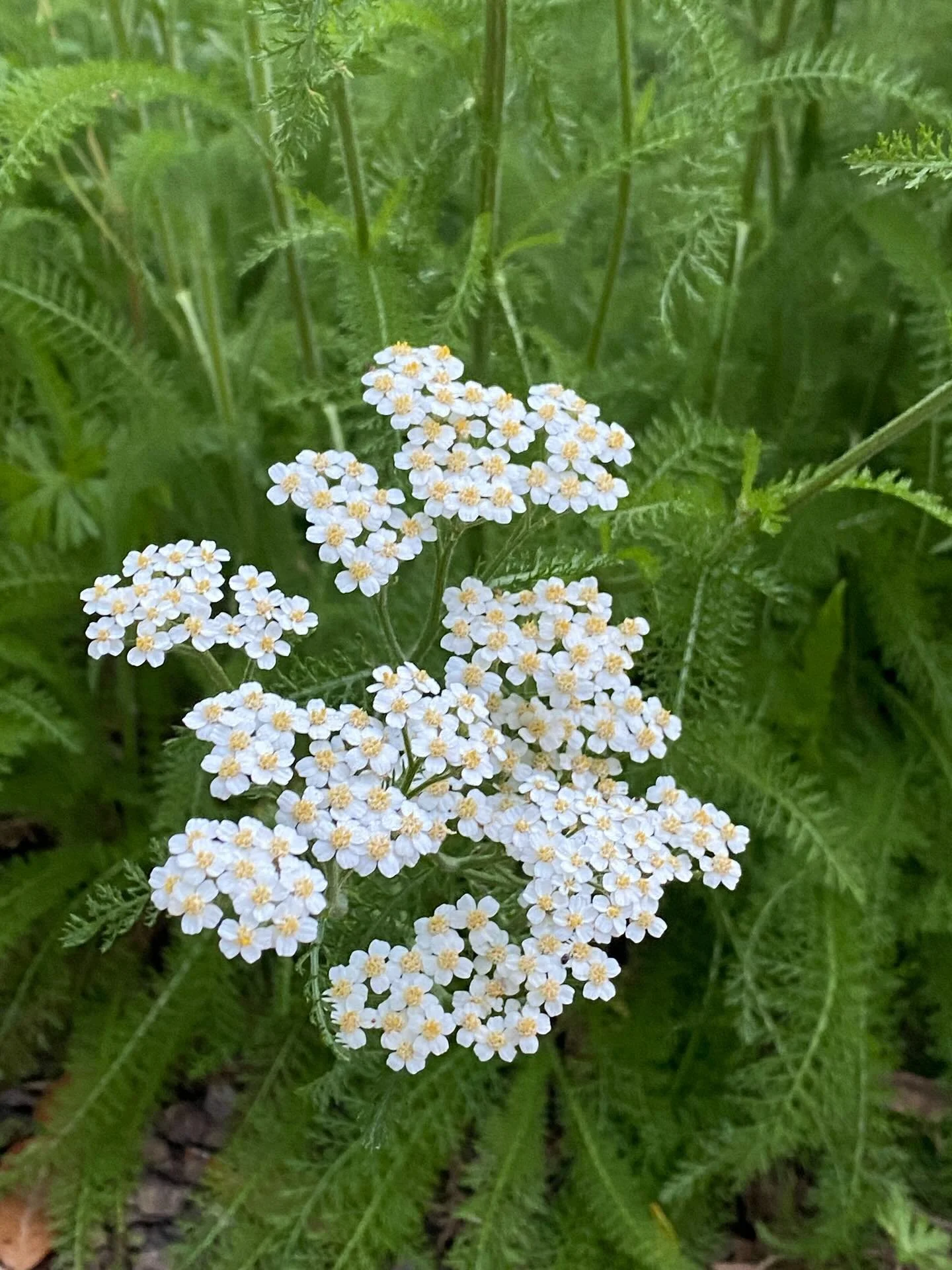 Working on yarrow harvests this week! Yarrow makes an excellent powder that stops bleeding fast. Do you have this powerhouse in your medicine cabinet?

#texasgrown #madeintexas #apothecary

https://threerootsboutique.etsy.com/listing/1470563977
