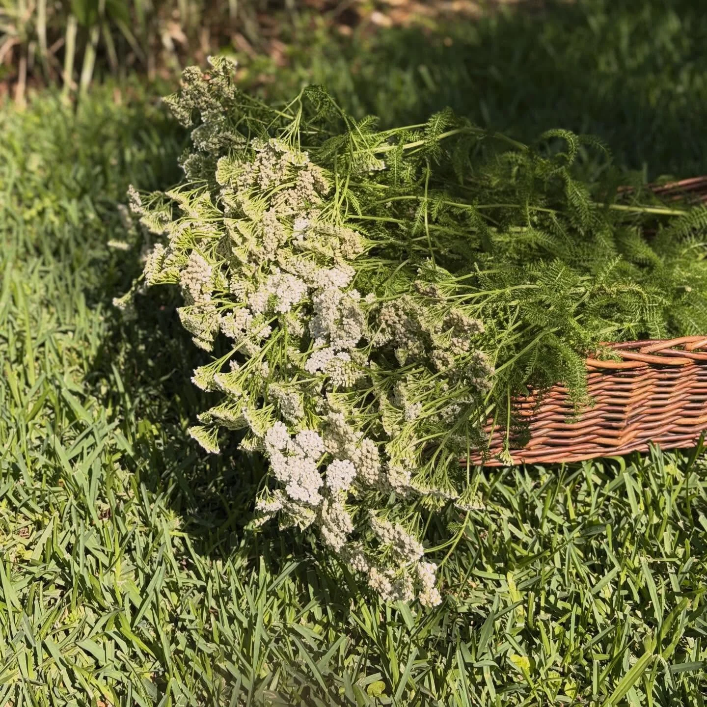 Yarrow harvests have begun. We love this flower for its charm in our dried arrangements and gift boxes. 

#texasgrown #easttexas #apothecary