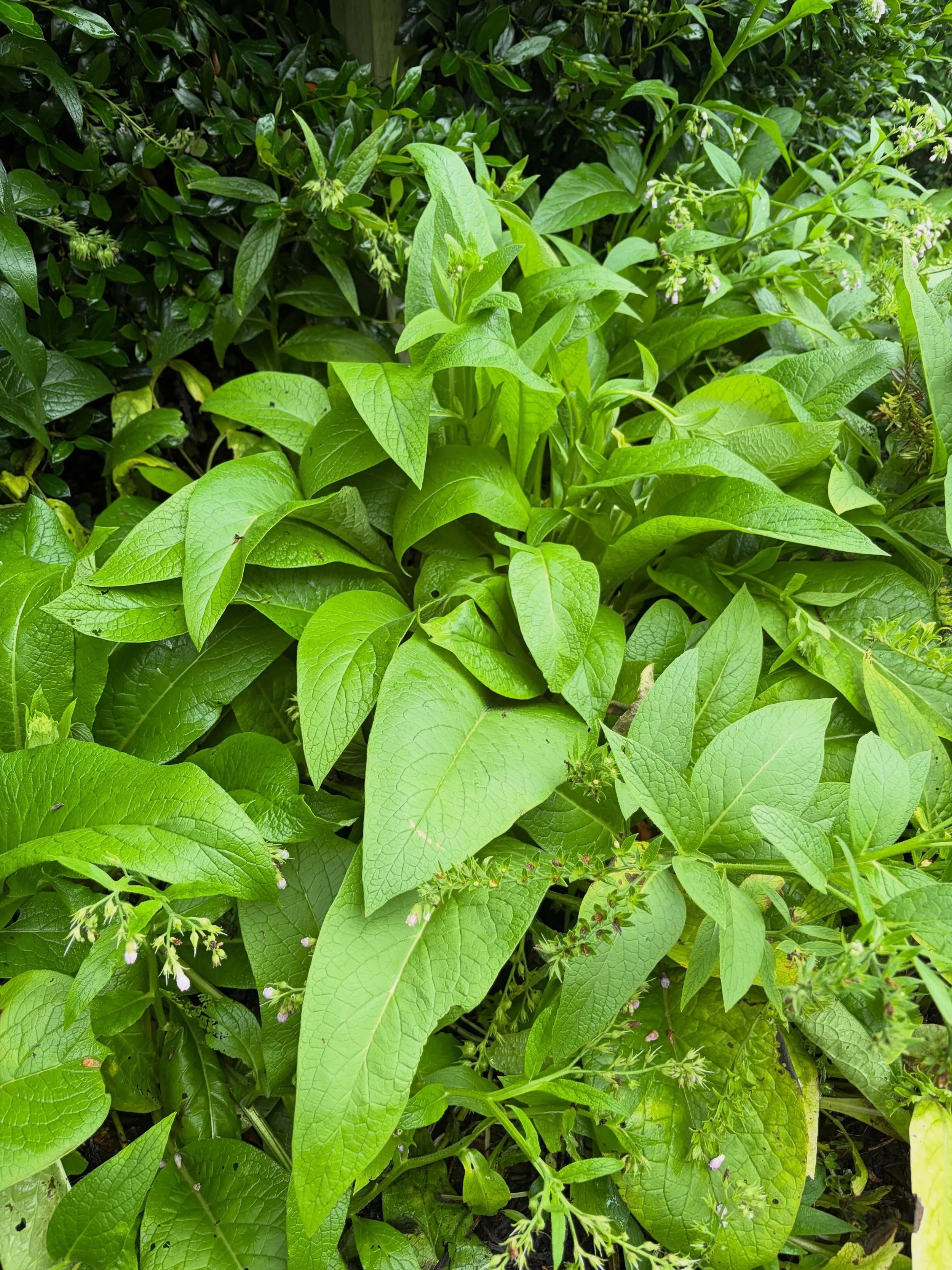 We have lush fresh locally grown organic comfrey leaves available. Big bunch for $8. Drop a comment if you'd like one and you can pick them up in the shop this Saturday June 6th.

#texasgrown #easttexas #texasgarden