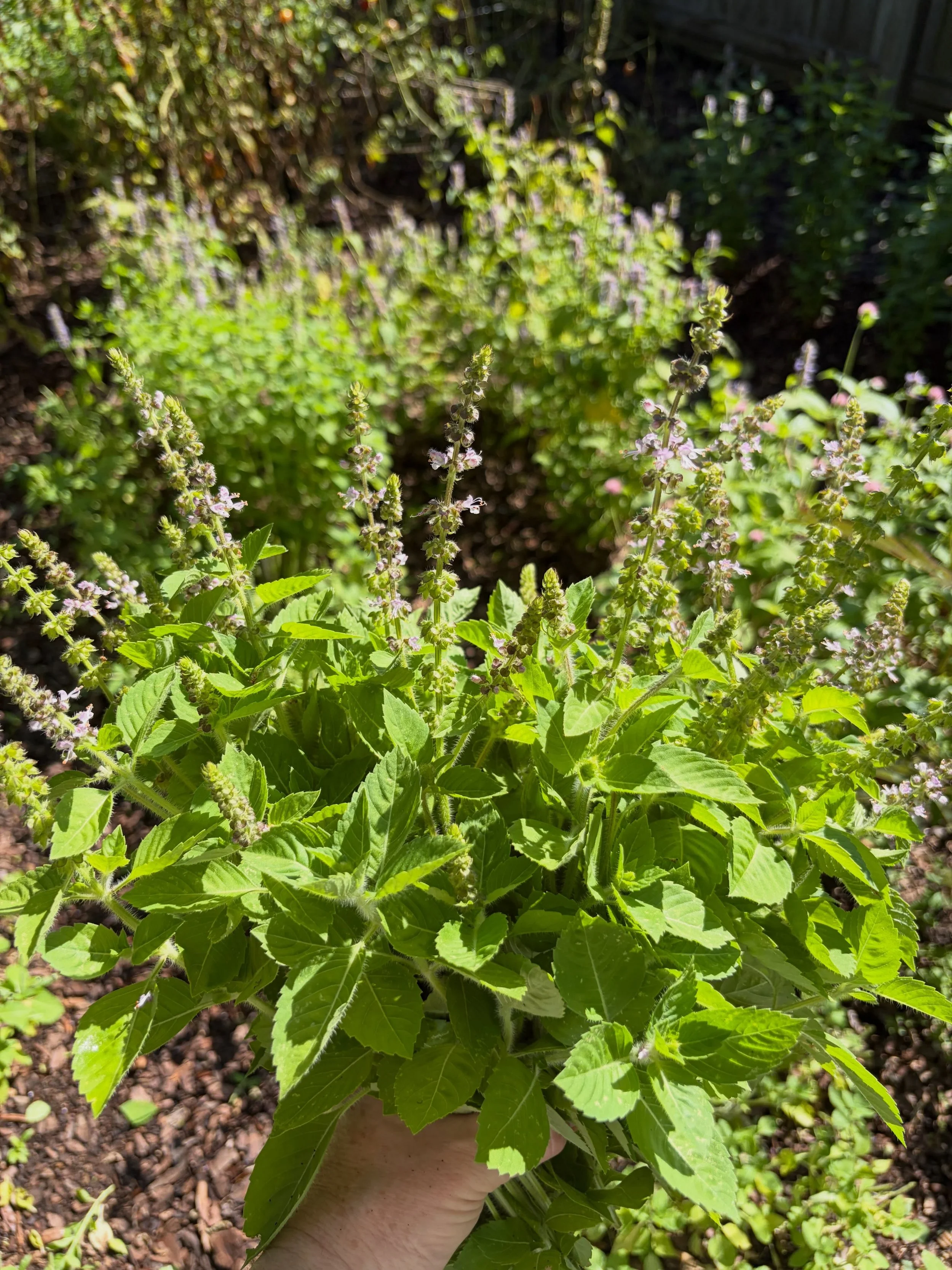 Our second lovely tulsi basil harvest this year. 🌿Holy basil is NOT your typical basil... it's an adaptogen that helps a body adapt to stress. And it tastes amazing in many of our tea blends. It is the primary component in our Anti Inflammatory blen