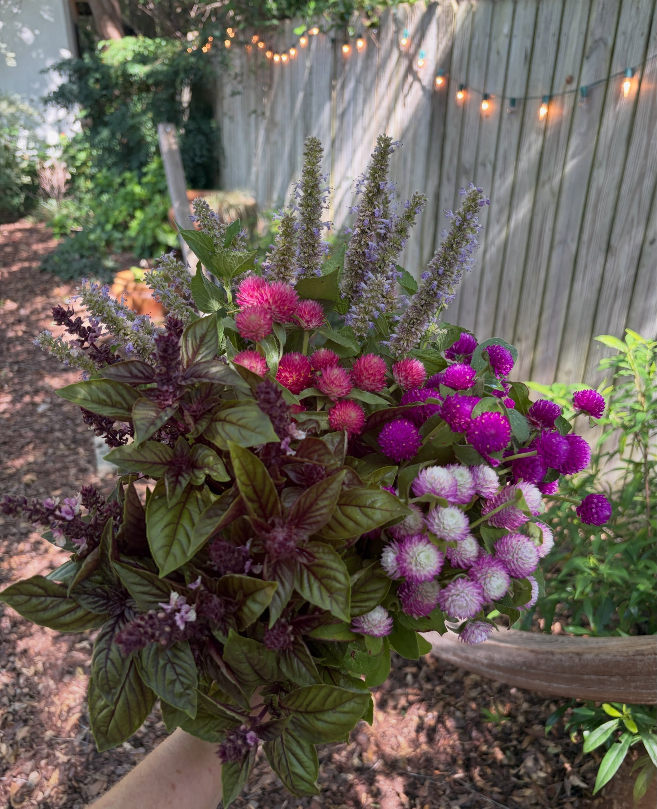🌿 A little peek into what&rsquo;s growing in our garden&hellip;

Some of the herbs and flowers we use at Three Roots Boutique are grown right here and lovingly harvested by hand. These beauties&mdash;anise hyssop, gomphrena, and purple basil&mdash;a