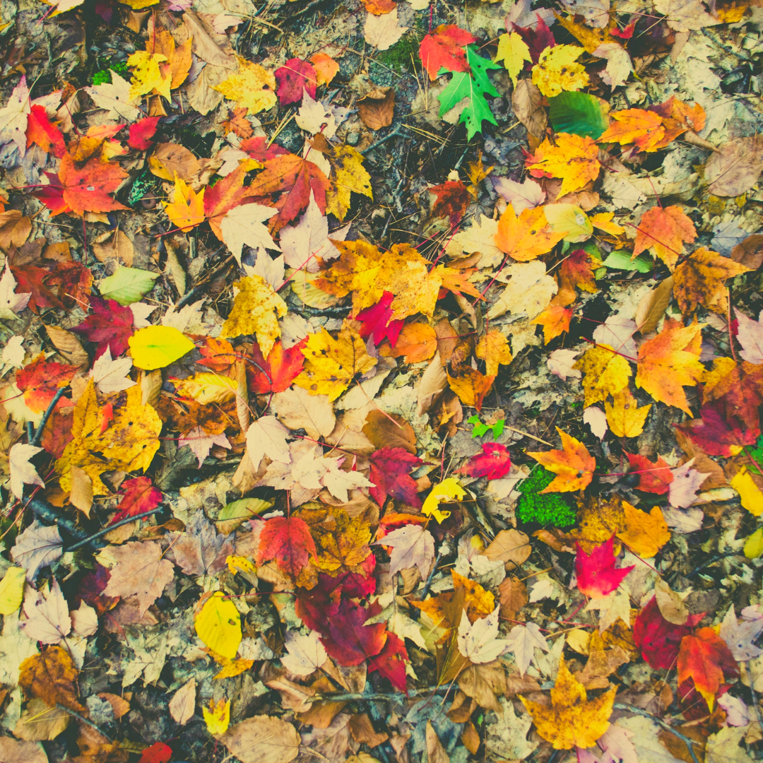 autumn leaves.png