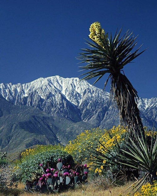 ForWeb_MountainsNearPalmSprings_500x.jpg