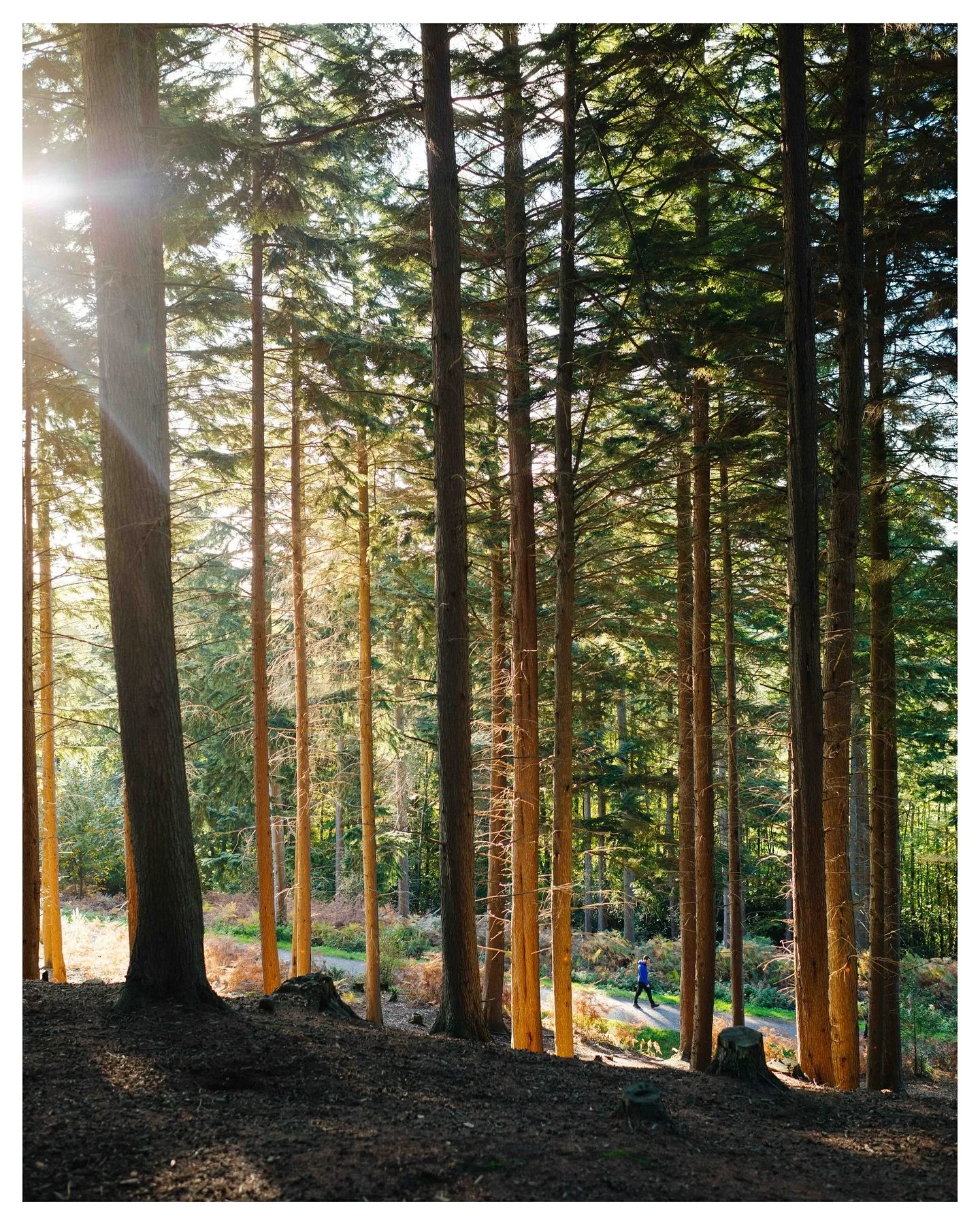 &ldquo;November &mdash; with uncanny witchery in its changed trees.&ldquo; - L.M. Montgomery 🍂🧡🍄🍁🧣

_____

autumn in tunbridge wells, autumn walks, kent uk, royal tunbridge wells, falling leaves, autumn foliage, autumn leaves, cosy season, ber m