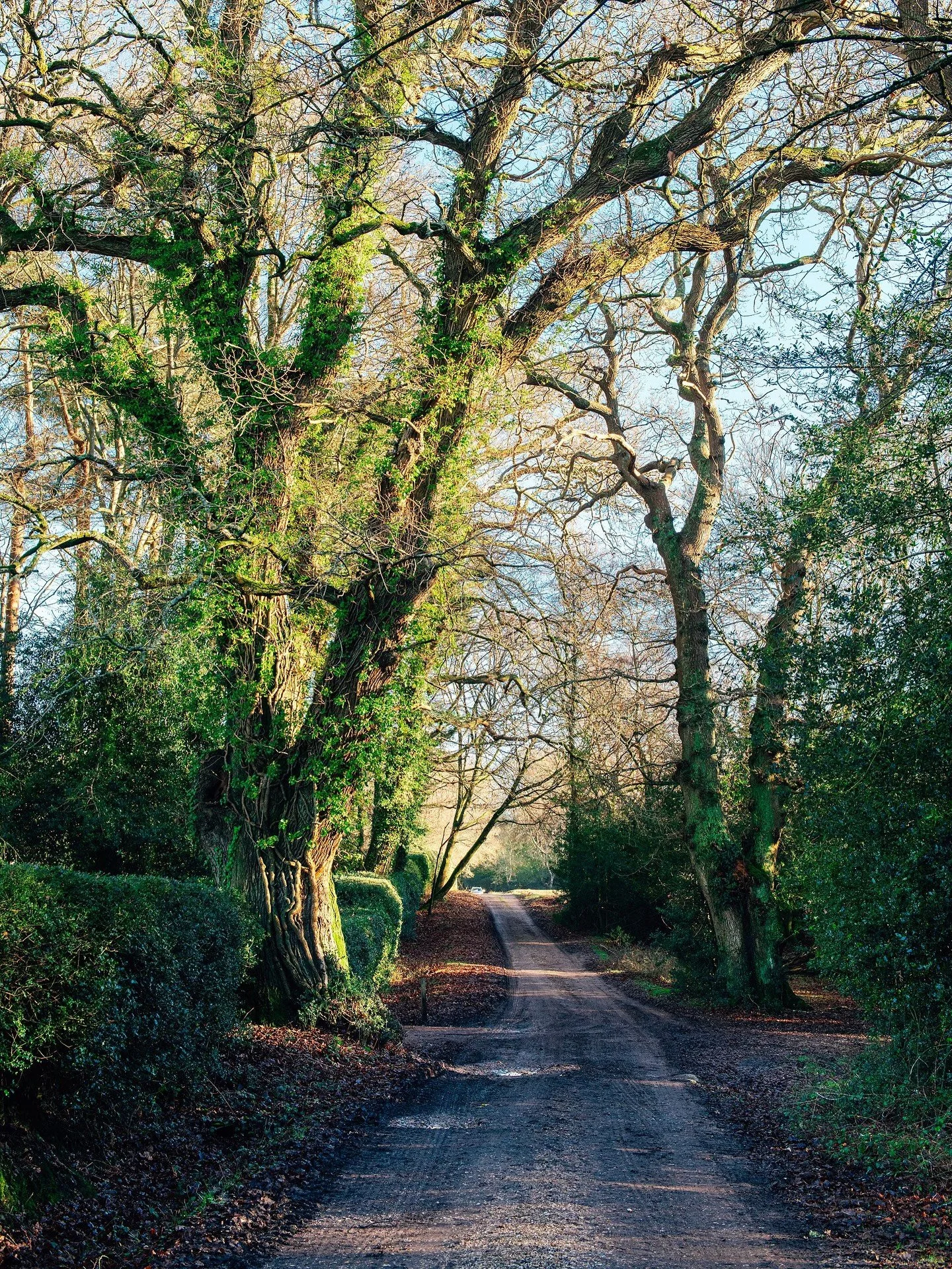 The green and the grey. Scenes from winter in England. 🤍