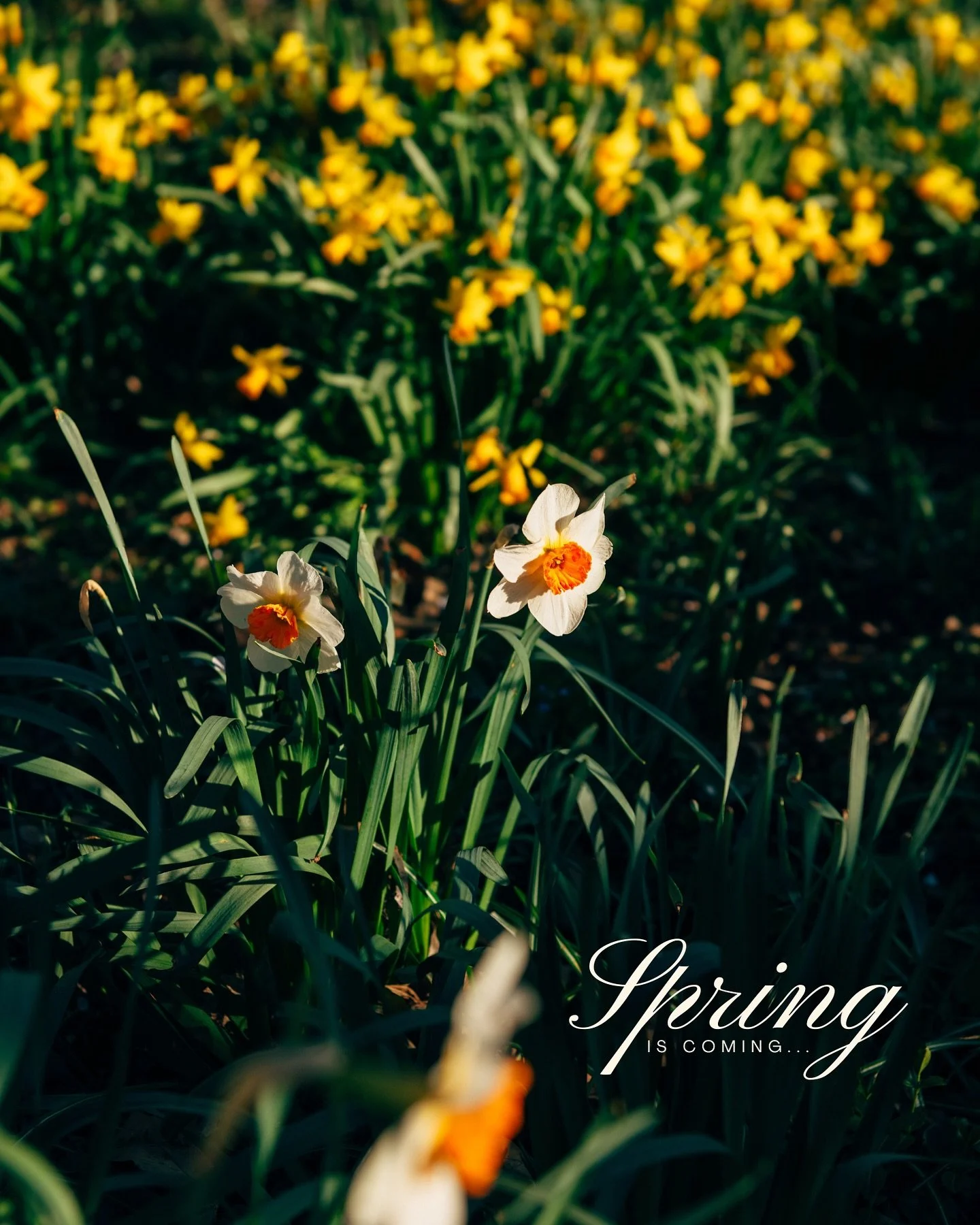 Although it doesn&rsquo;t quite feel like it yet here in rainy old England, (🌧️🙈🌫️), the start of spring is only a few weeks away!🌷

In fact, it&rsquo;s just 51 days until the clocks go forward for longer lighter evenings, and 42 days until the s
