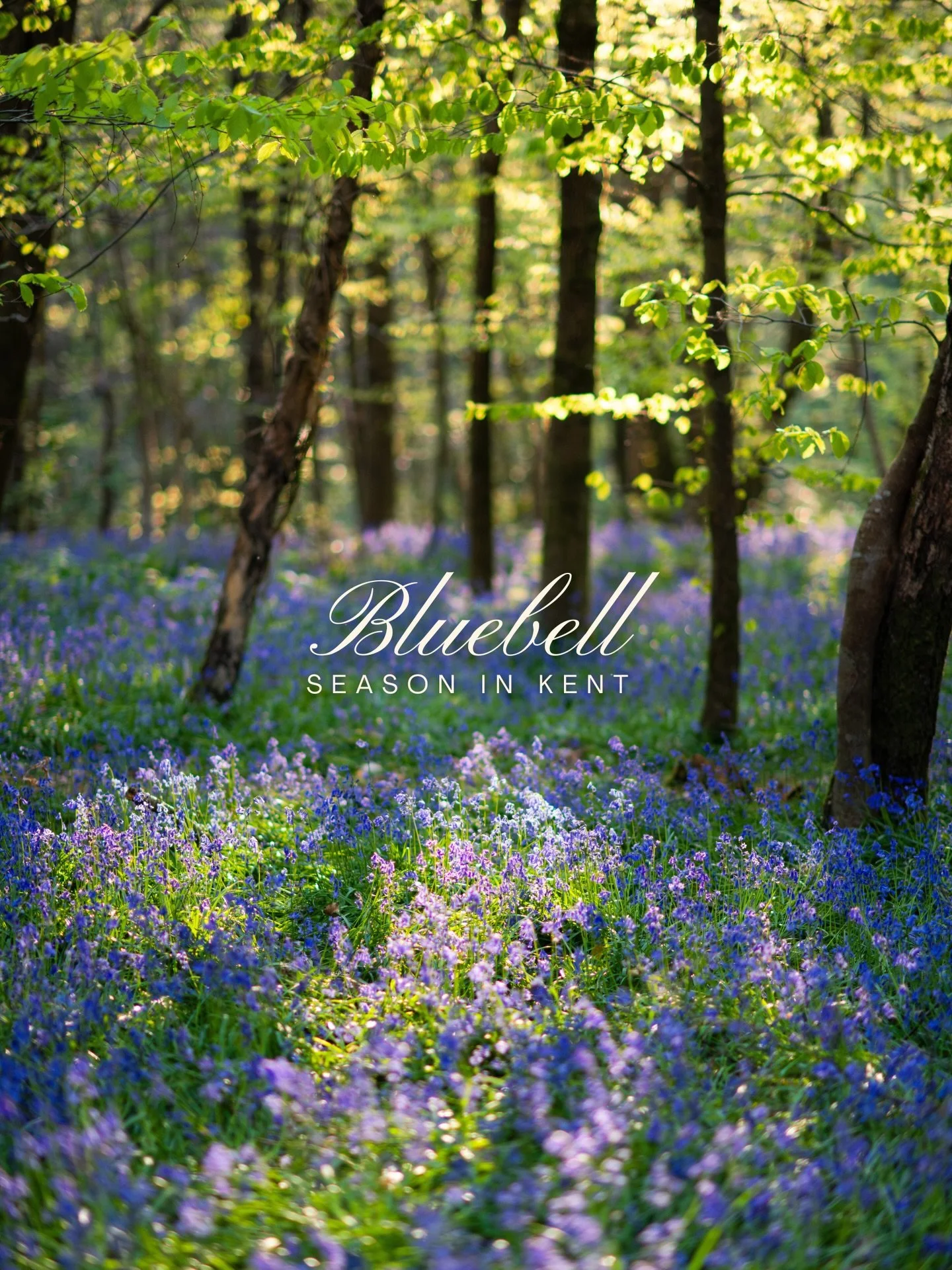 Here in England, the woodlands have turned blue. 💙

A few nights ago I (very happily!) stumbled upon these dense carpets of bluebells, stretching as far as I could see. They were tucked beneath fairly youthful pockets of trees in the clearings of a 