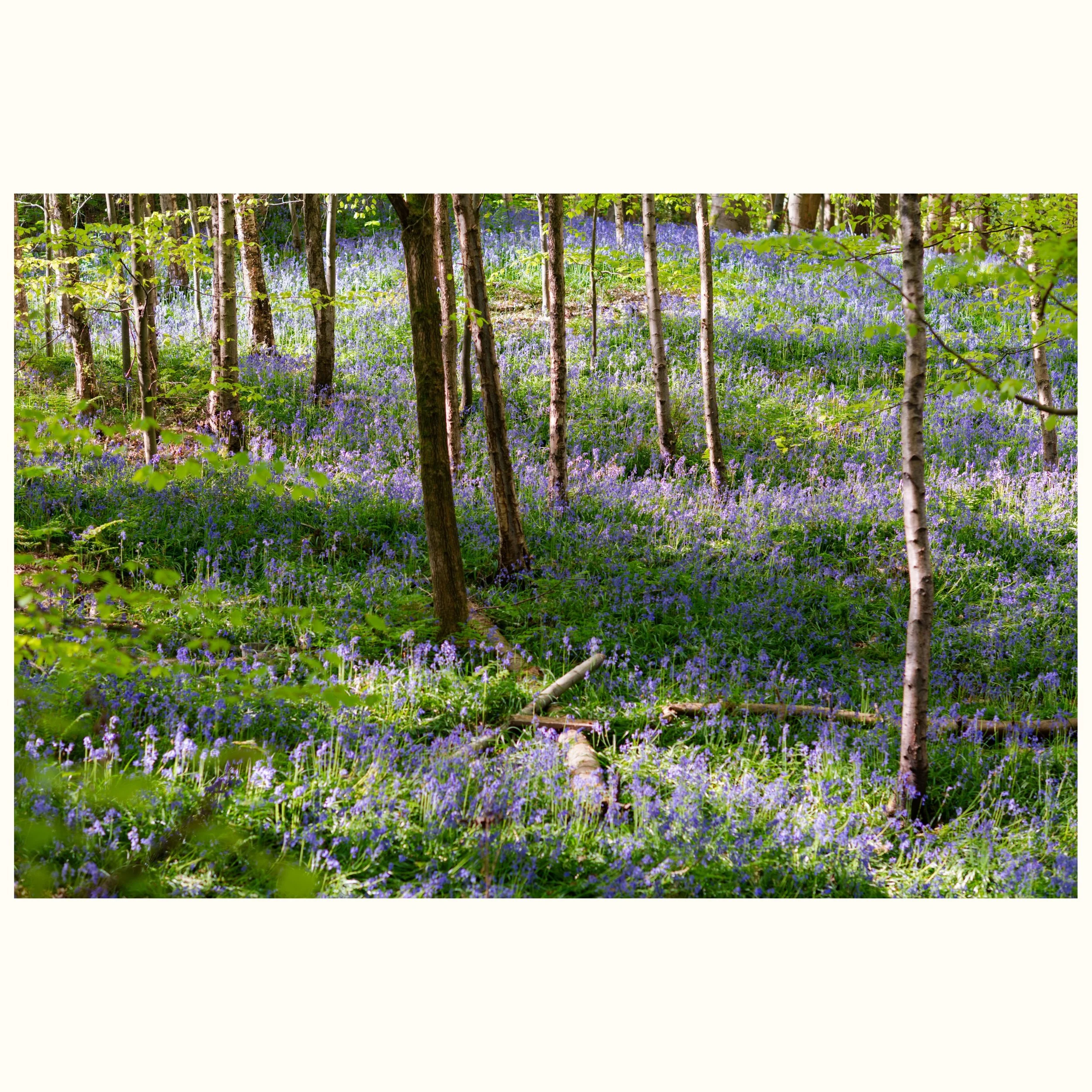 The last of the bluebells 💜

[kent, bluebells, bluebell season, wildflower uk, woodland flowers, spring in england, romantic landscapes, nature spots, dreamy landscapes, visit kent, slow living uk, english countryside kent walks, tunbridge wells]