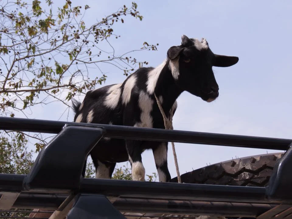 Goat on vehicle.jpg