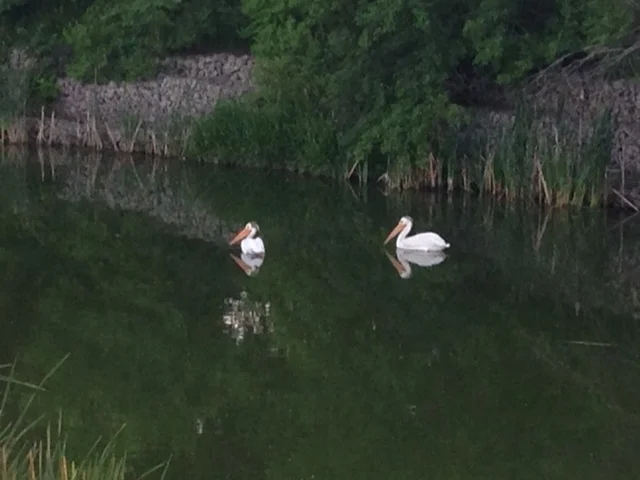 Pelicans! On the Saskatchewan River. 