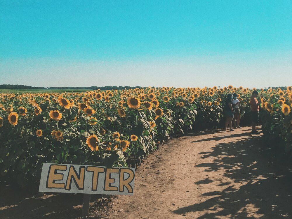 sunflower field.JPG
