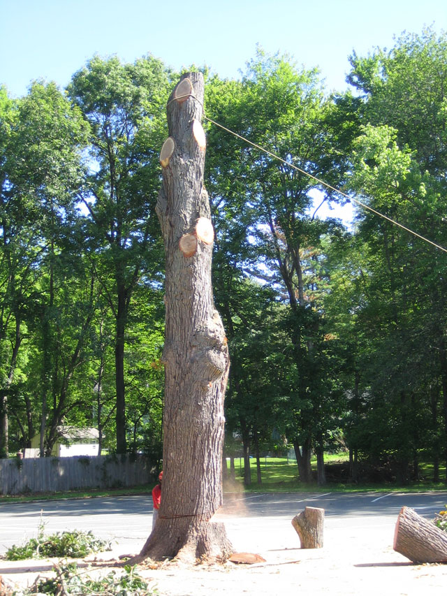 blk-parking-lot-tree-10.jpg