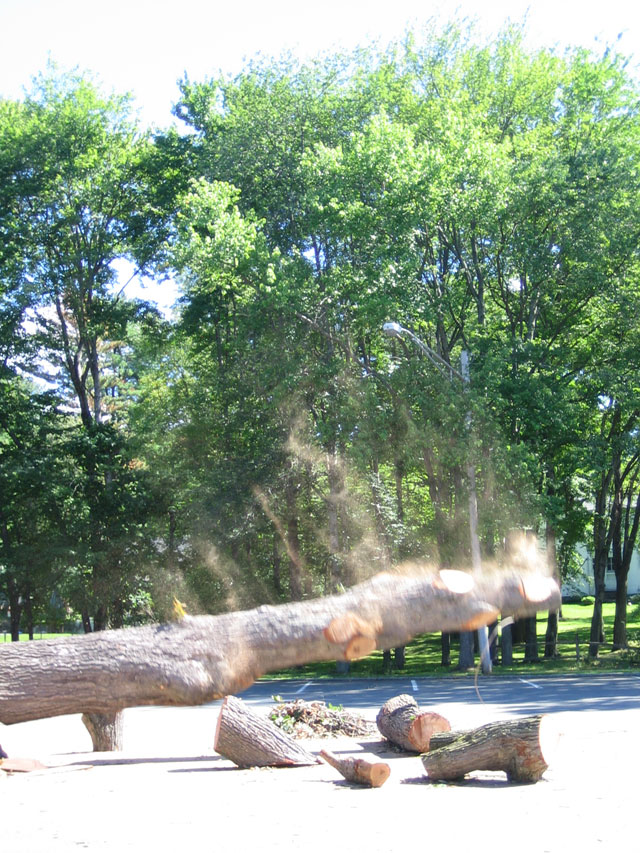 blk-parking-lot-tree-falling.jpg