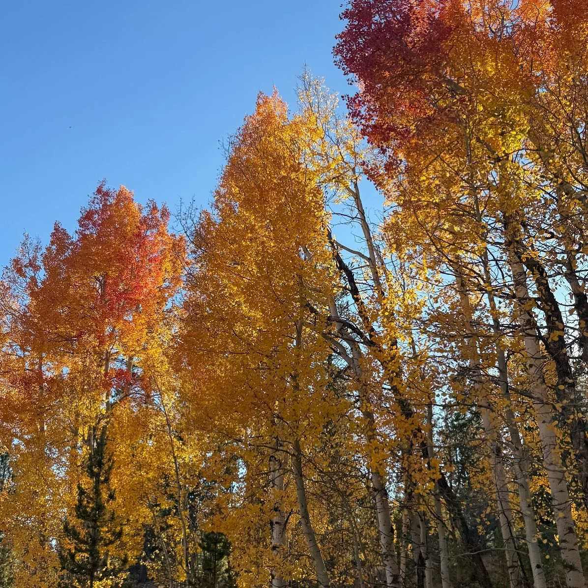 Heads up for this week- Dr. Sarah will be out of the office for a pediatric &amp; women&rsquo;s health conference this Monday Oct. 6.

Dr. Nathan will be in our Worland clinic on Monday, Oct. 6 to cover.

Dr. Sarah only has a few openings left this w
