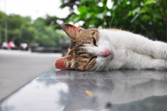 Here's a sleepy cat I photographed while I was in Taiwan (many years ago).