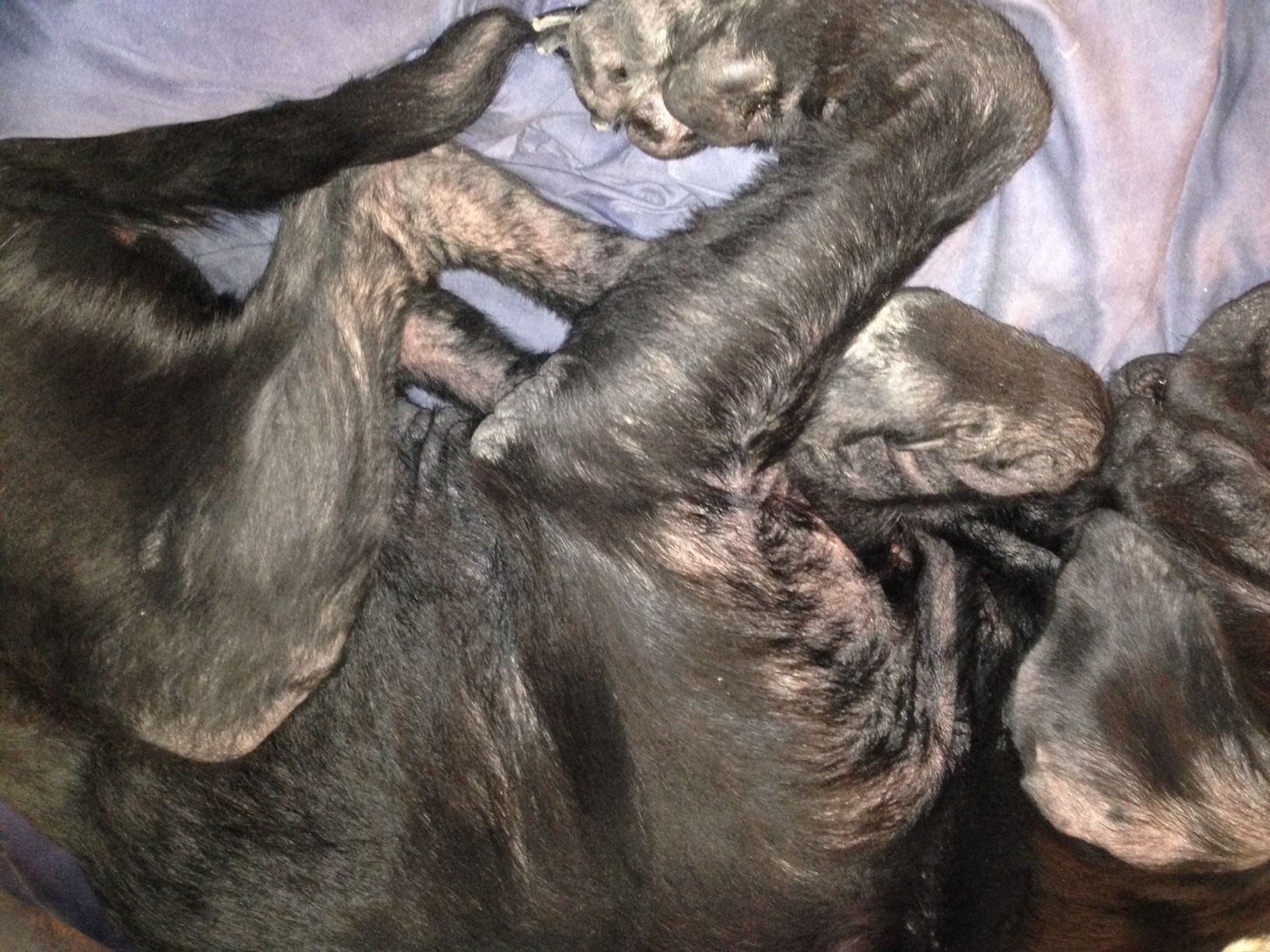 More evidence of missing fur. Even the tip of her tail is losing fur.&nbsp;
