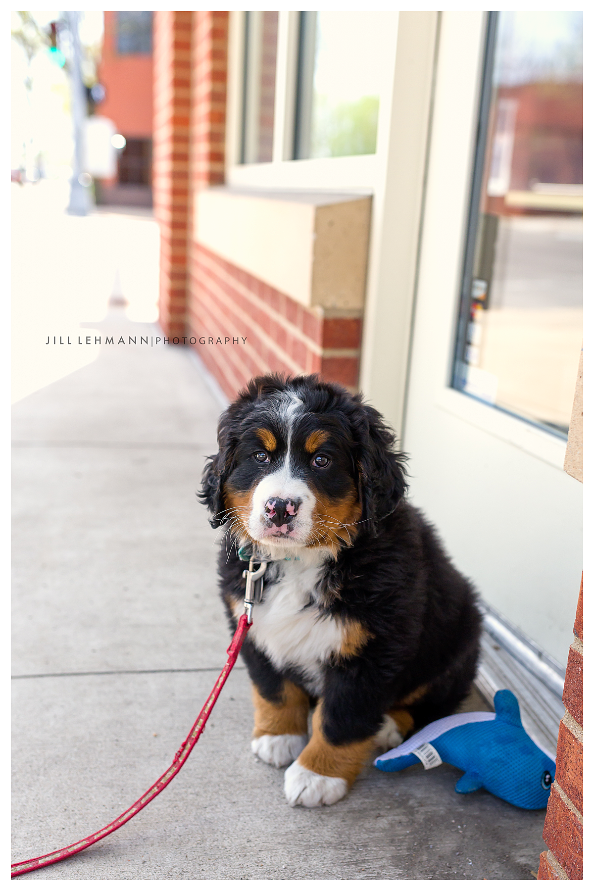 Pet Photography Des Moines, Iowa - Bernese Mountain Dog