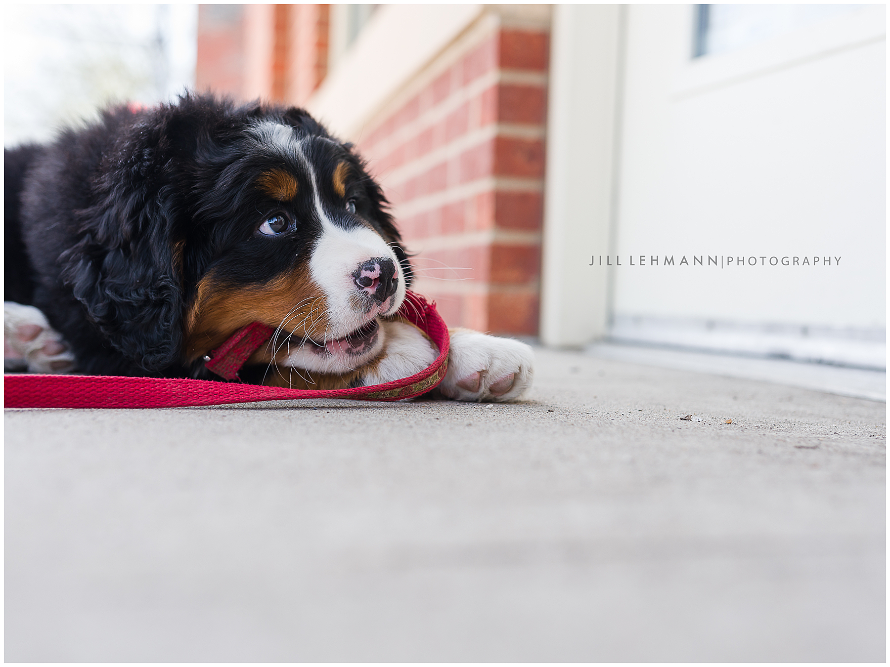 A Bernese Puppy - Des Moines, Iowa - Pet Photography