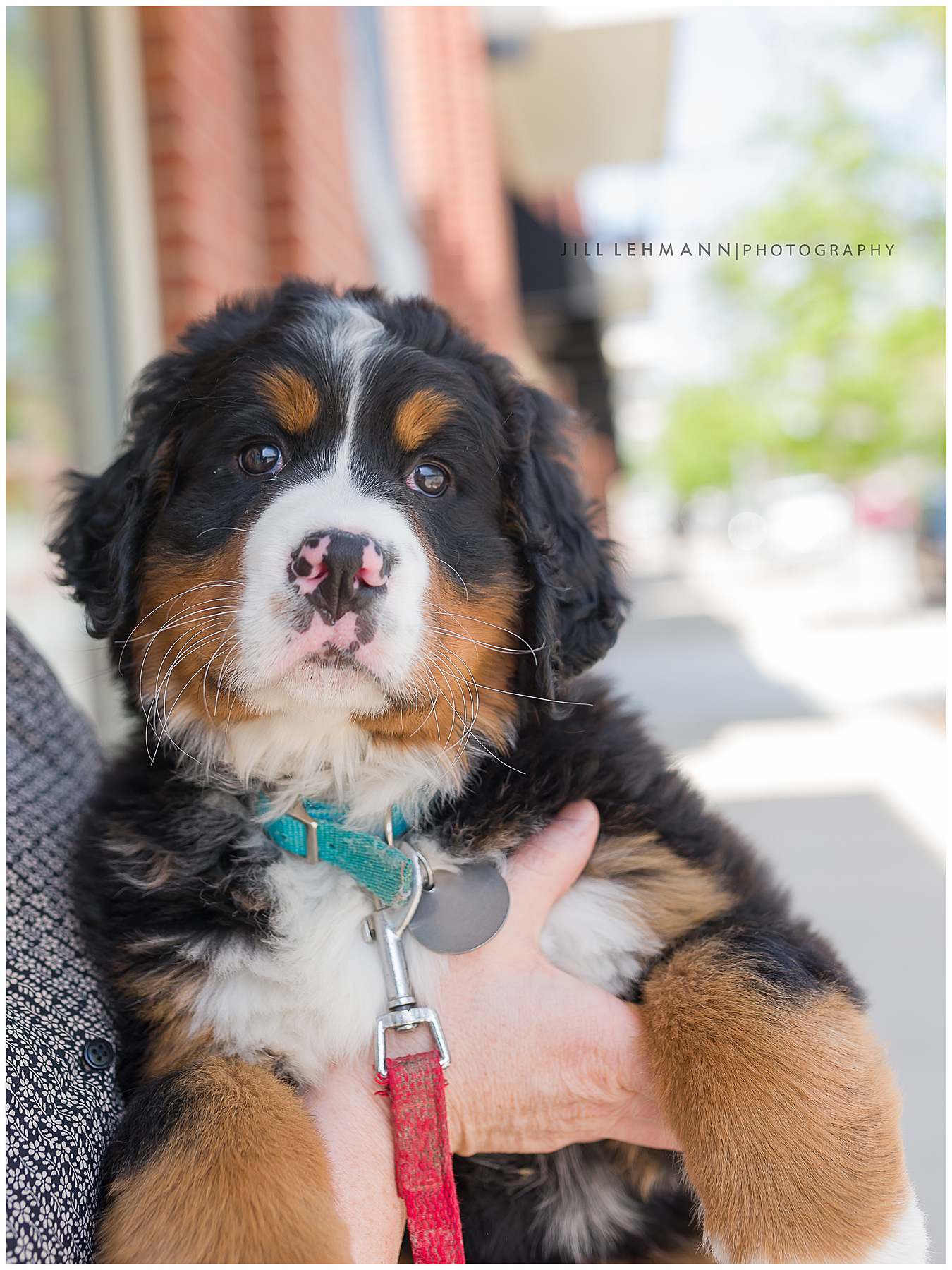 Jill Lehmann Photography - Pet Portraits in Des Moines, Iowa