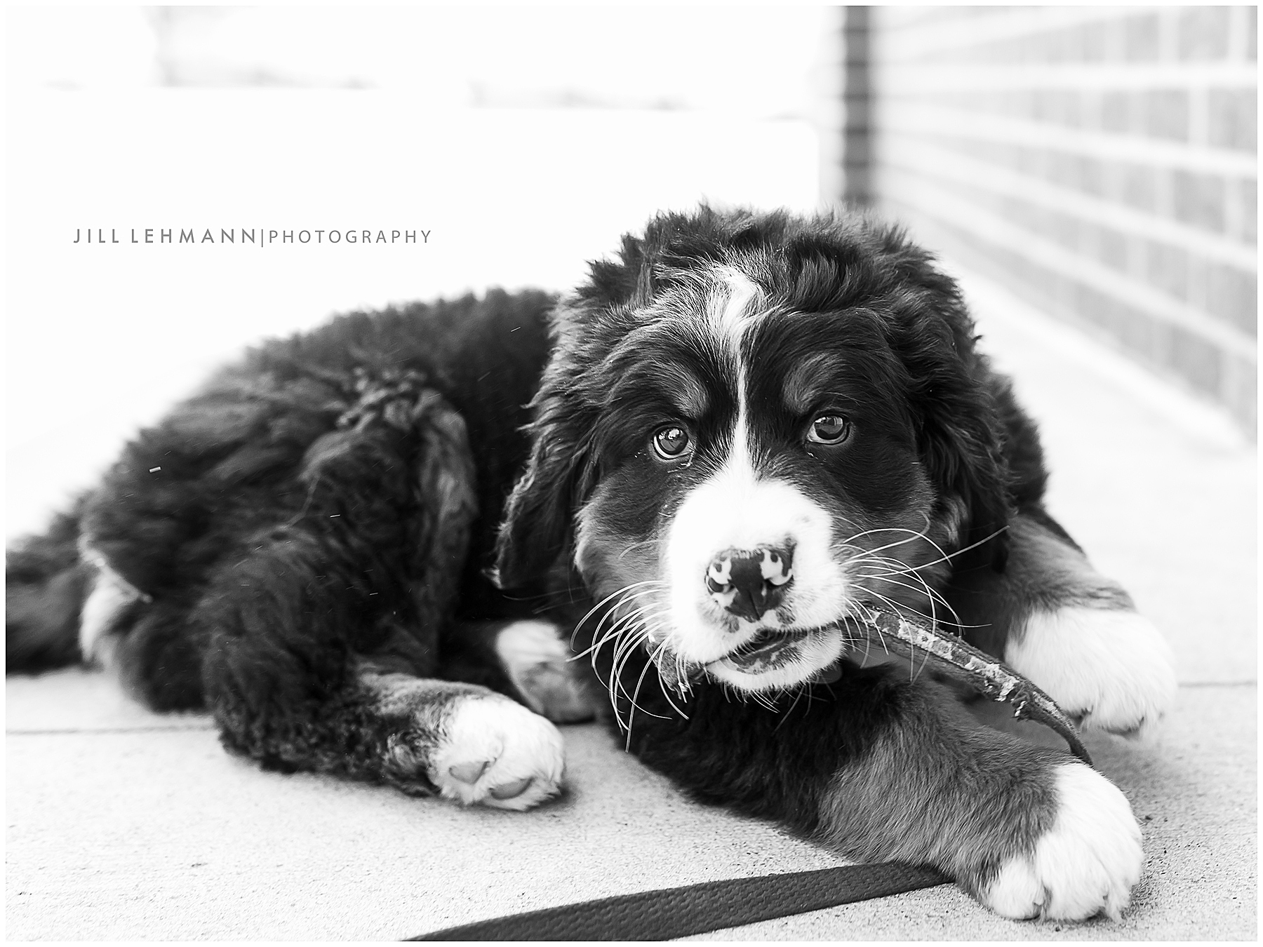 Pet Photography / Des Moines, IA / Bernese Mountain Dog