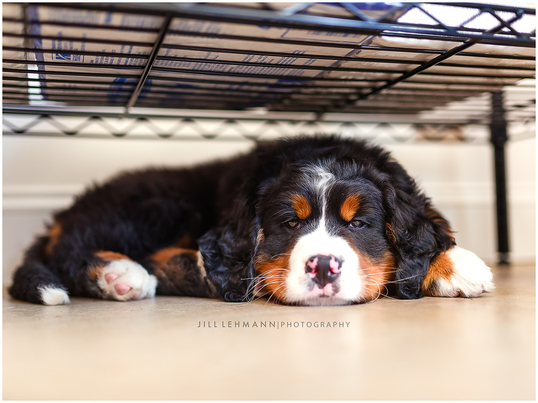 A Sleepy Bernese Puppy!