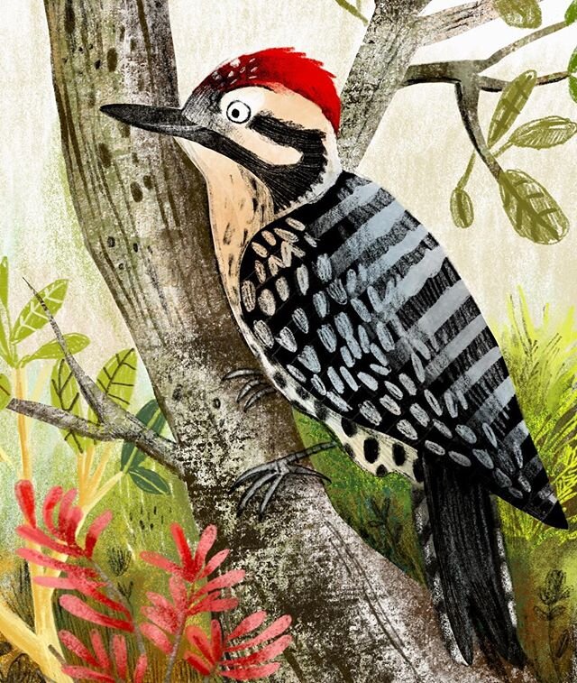 A Ladder-backed Woodpecker. I have a pair living nearby who feed at my suet feeder and use the birdbath on my patio. ❤️🖤Love these birds! #woodpecker #childrensbookillustration #sketchbookskool #ipadpro #ipadproart #birdfeeder #birdwatching #deborah