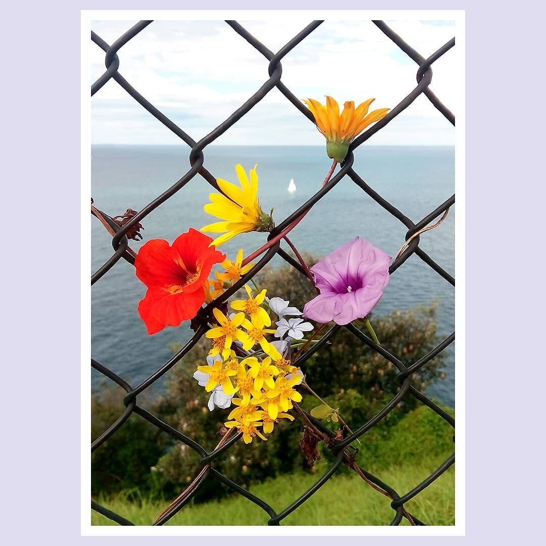 I'm hoping Sydney summer isn't completely over, here's a shot I took along the Federation Cliff Walk (or #Bondi to Watson's bay) Someone created a sweet arrangement. ⁠
.⁠
.⁠
.⁠
.⁠
.⁠
.⁠
.⁠
.⁠
#sydney #federationcliffwalk #discoversydney #vaucluse #di