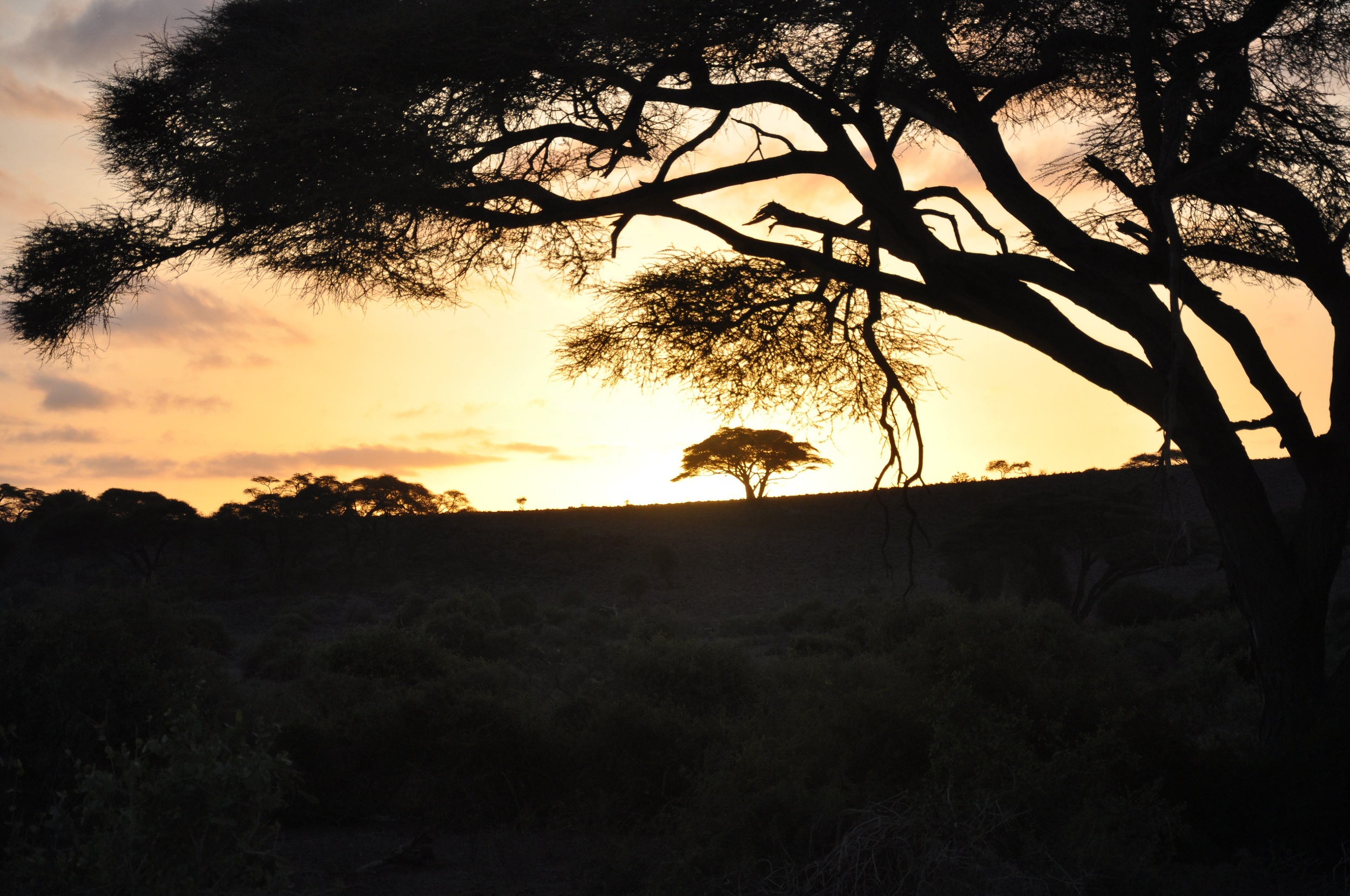 African Sunrise