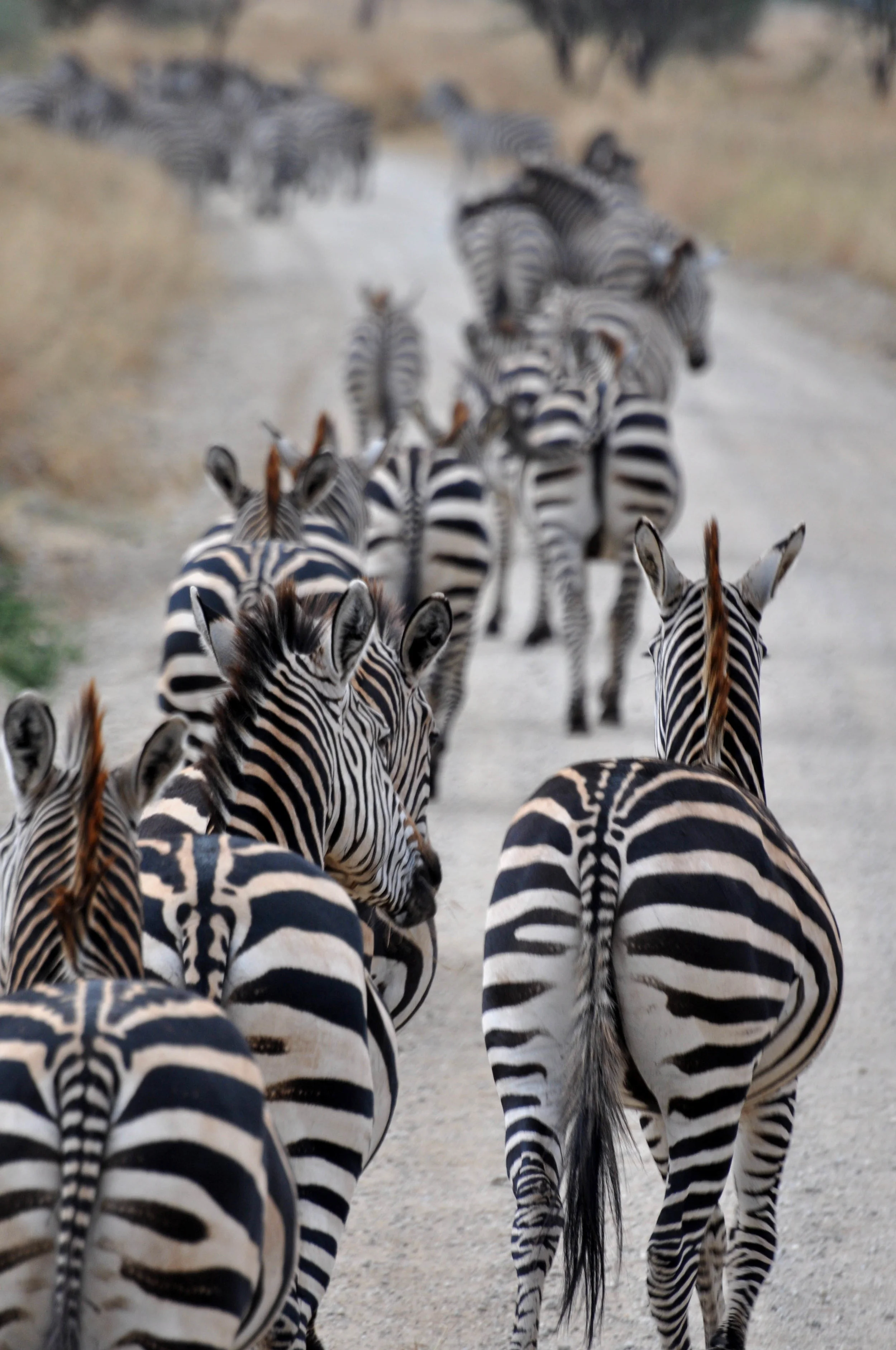Following The Path More Taken