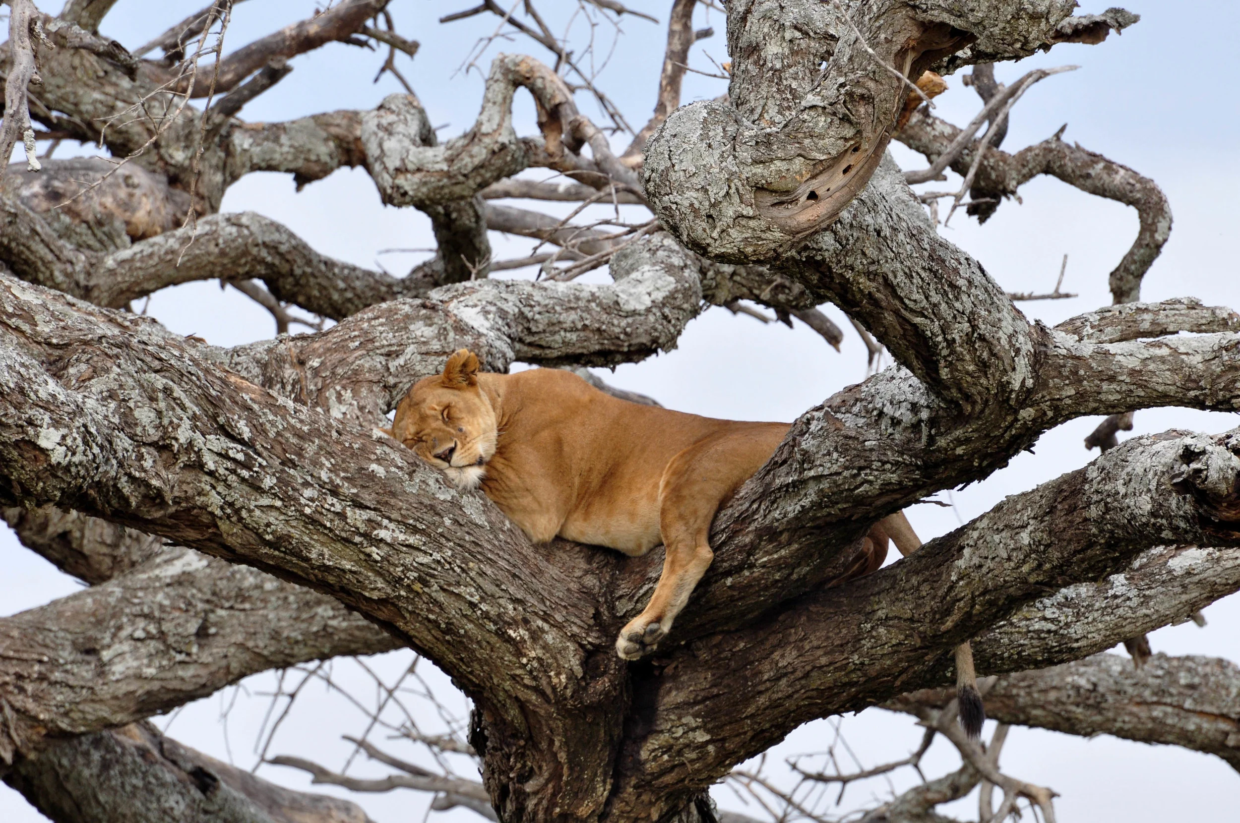 Lazy Lion