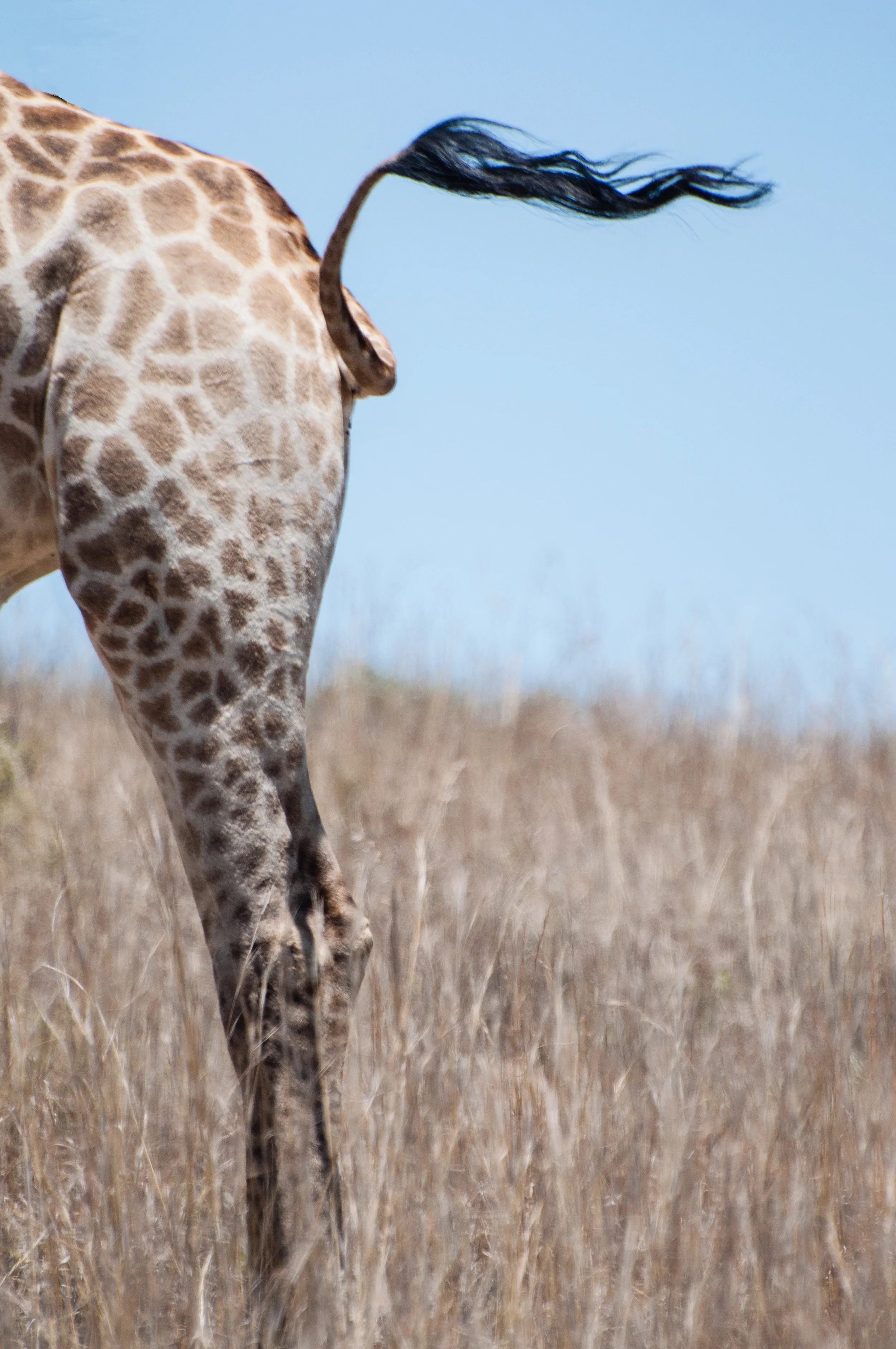 With a Flick of His Tail