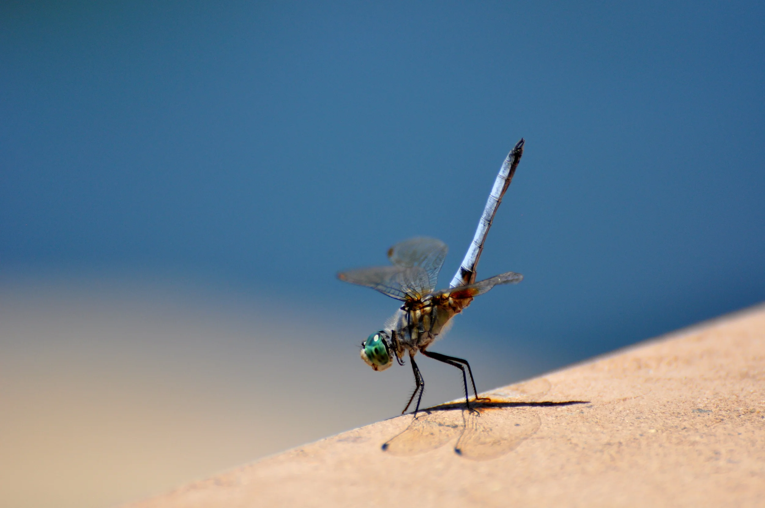 DSC_0220-2 - Copy.JPG