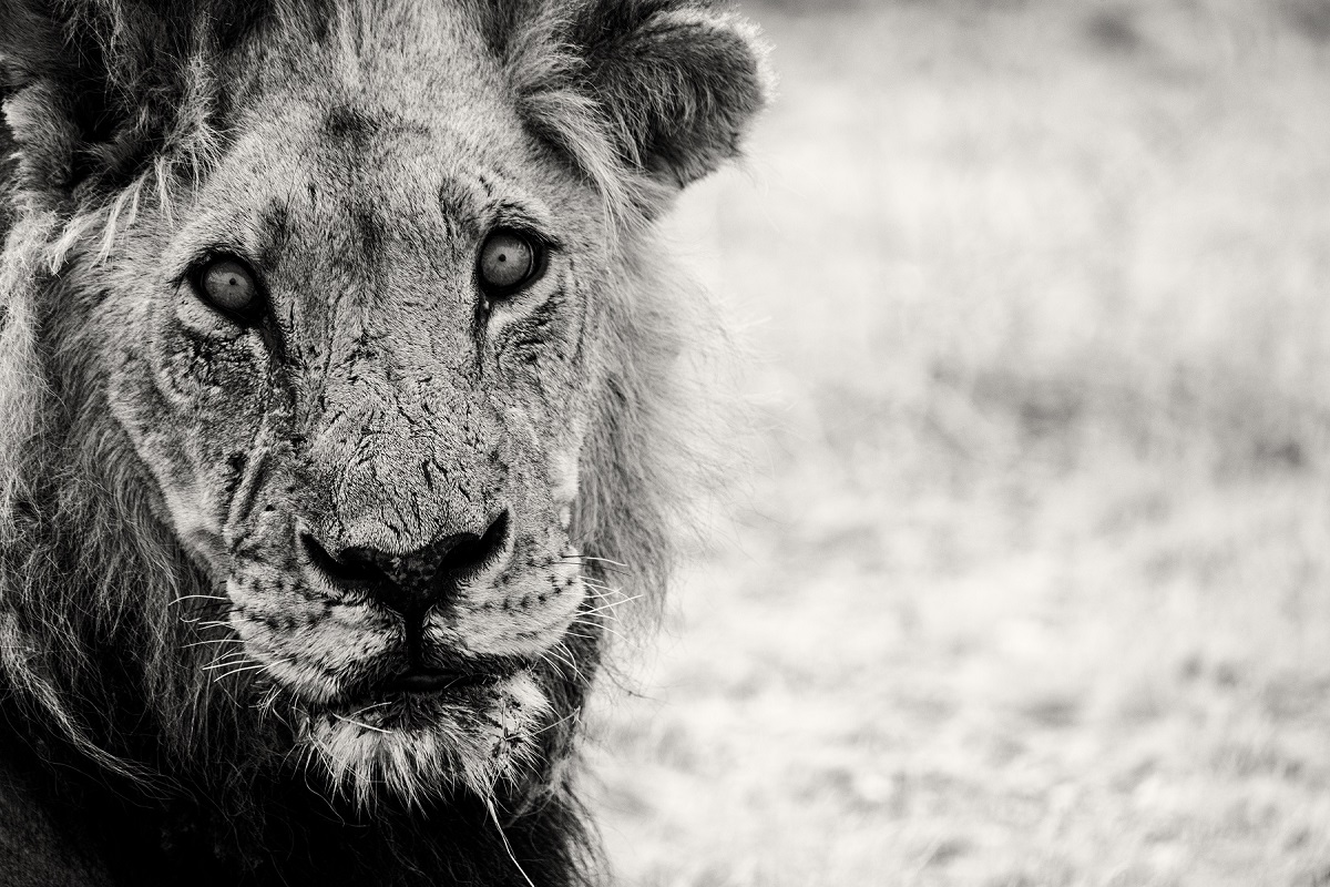 Lion's Gaze