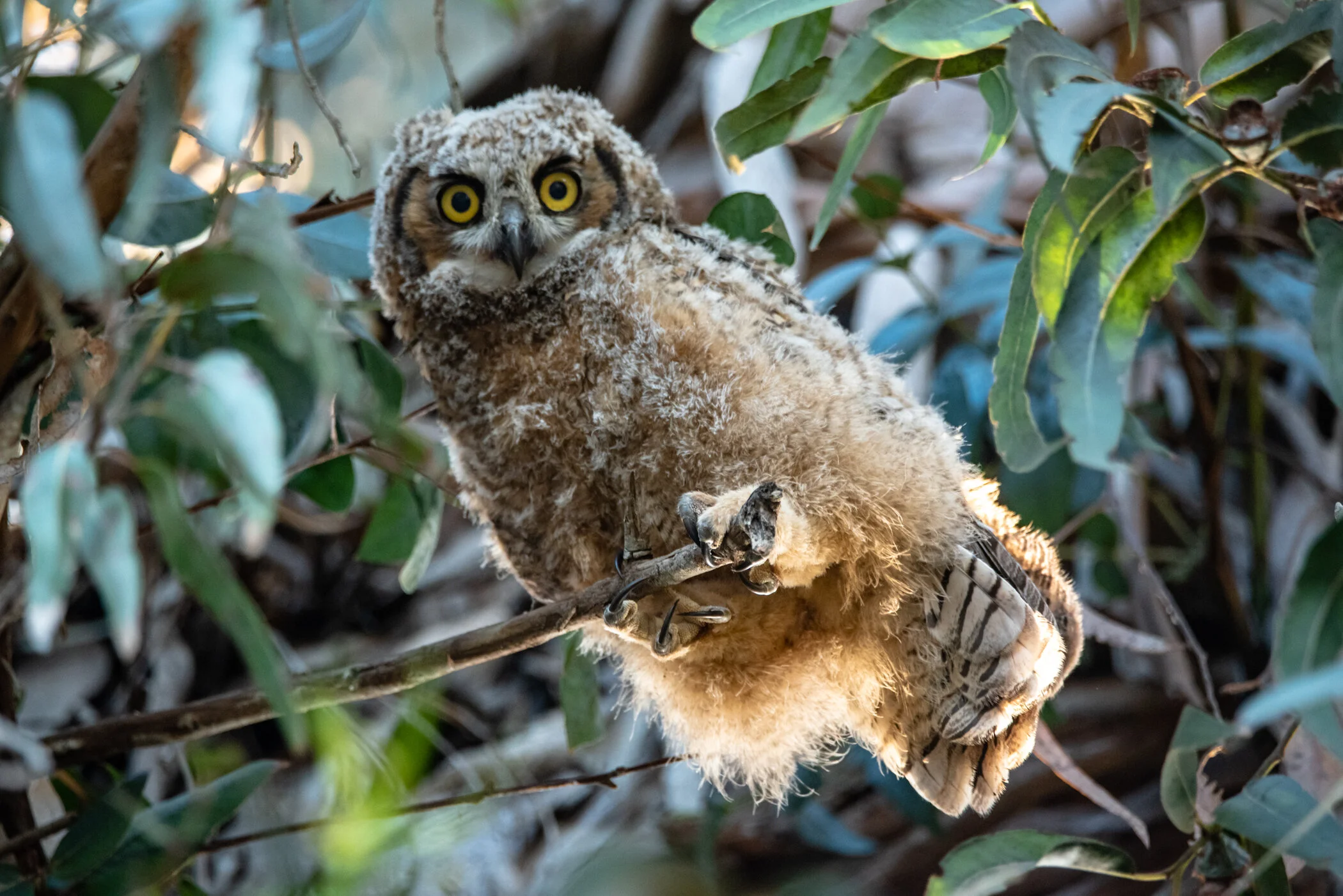 Kathleen Gerber 2020 Birds.JPG