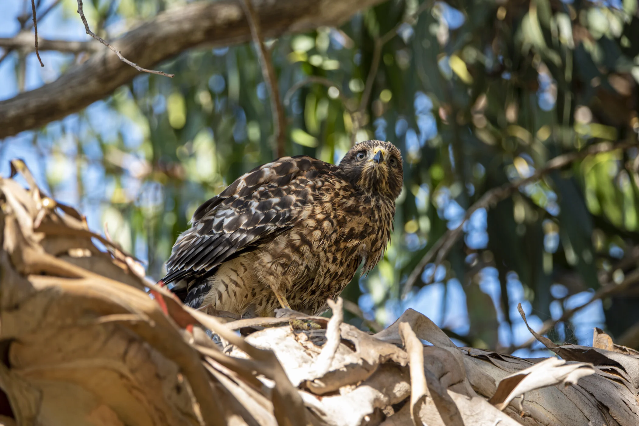 Kathleen Gerber - -5200.JPG