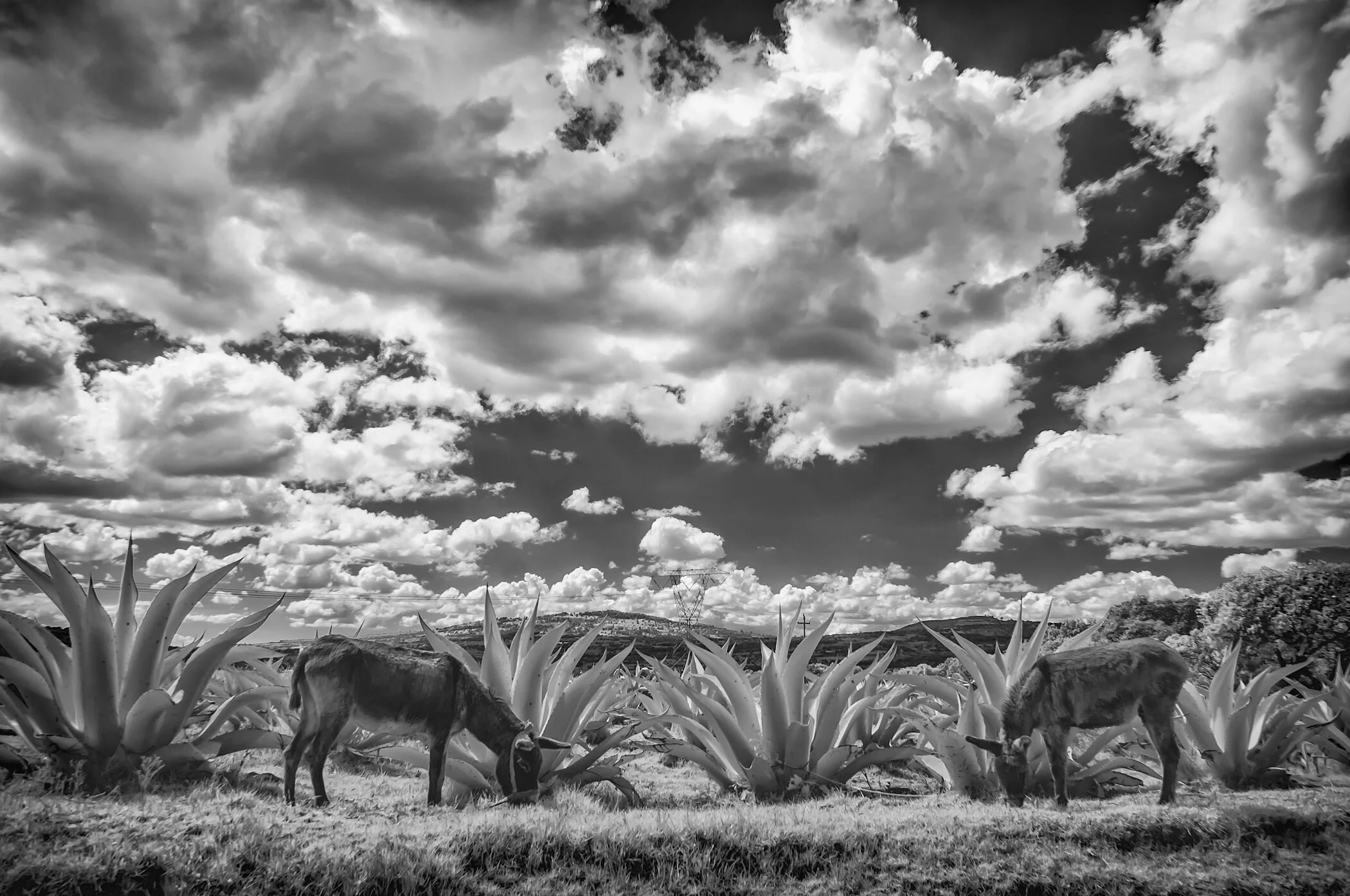 Kathleen Gerber - Lazy Day in the Pulque Fields.JPG