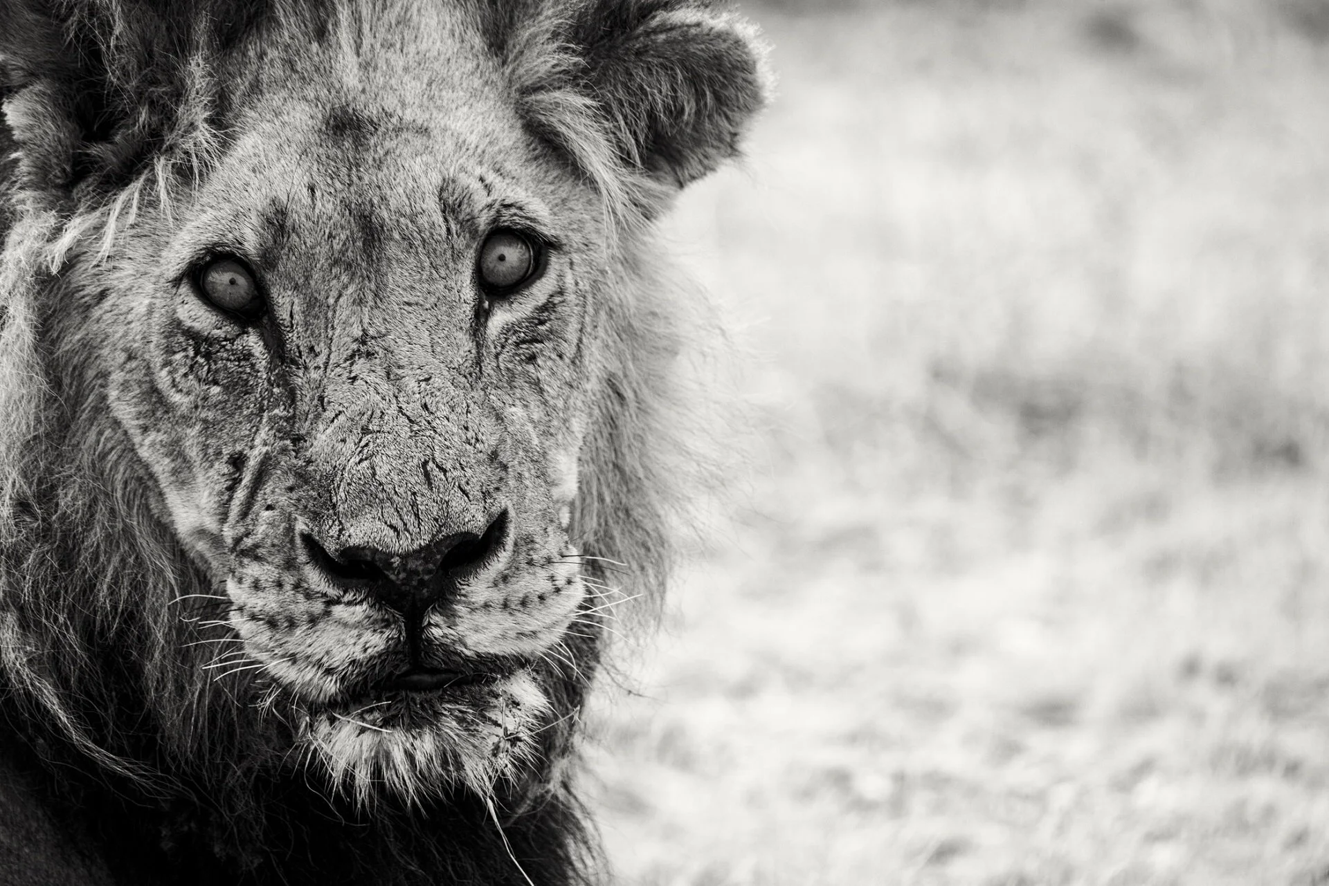Kathleen_Gerber_Lions' Gaze.jpg