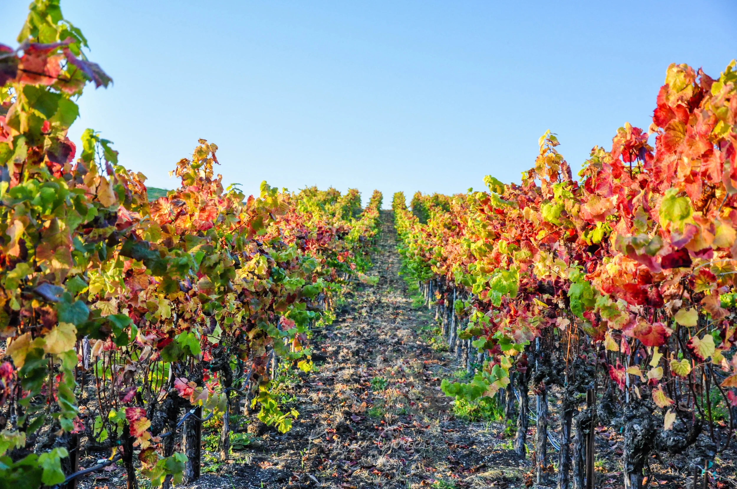 Kathleen Gerber-1-6.JPG