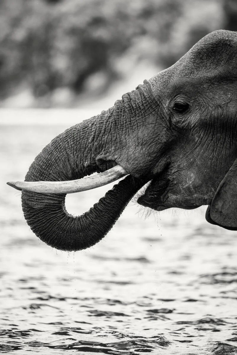 Kathleen Gerber-2.JPG